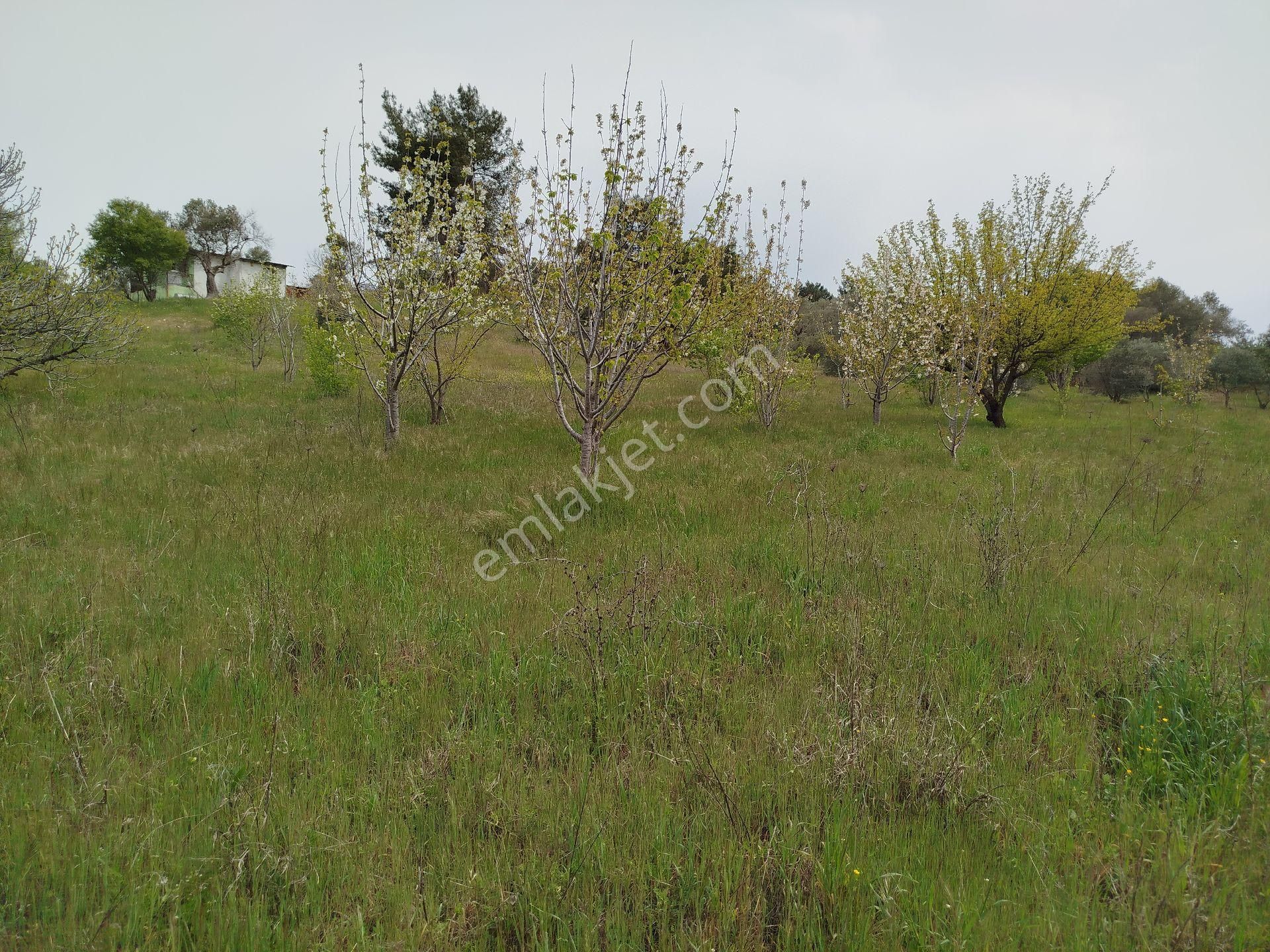 Buca Doğancılar 5750 Mk Mirastan İse İçinde 2+1 65mk Var - Görsel 15