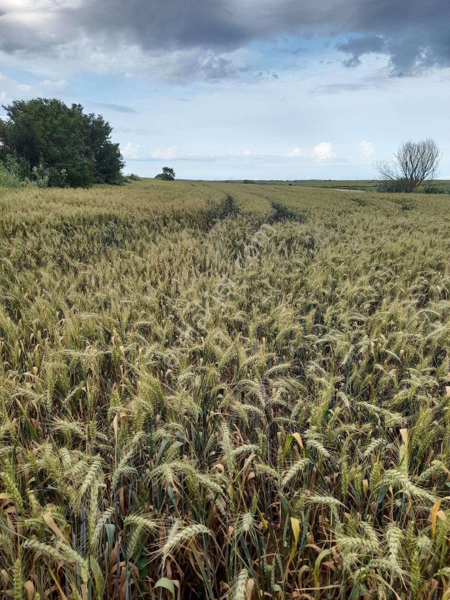 Tekirdağ Saray Yuvası Köyü Alsfata Cepe 4324 M2 Tarla - Görsel 3