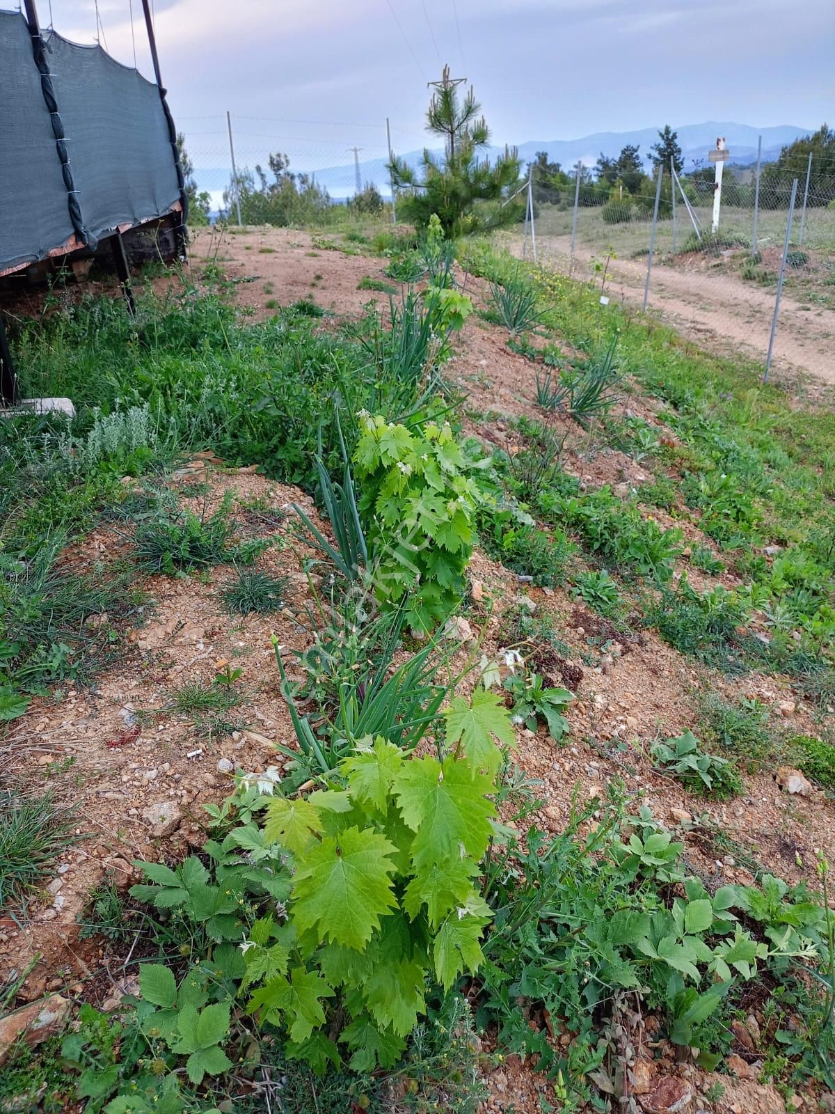 Bursa Osmangazi Avdancıkta Satılık 2700m2 Hisseli Hobibahçesi - Görsel 6