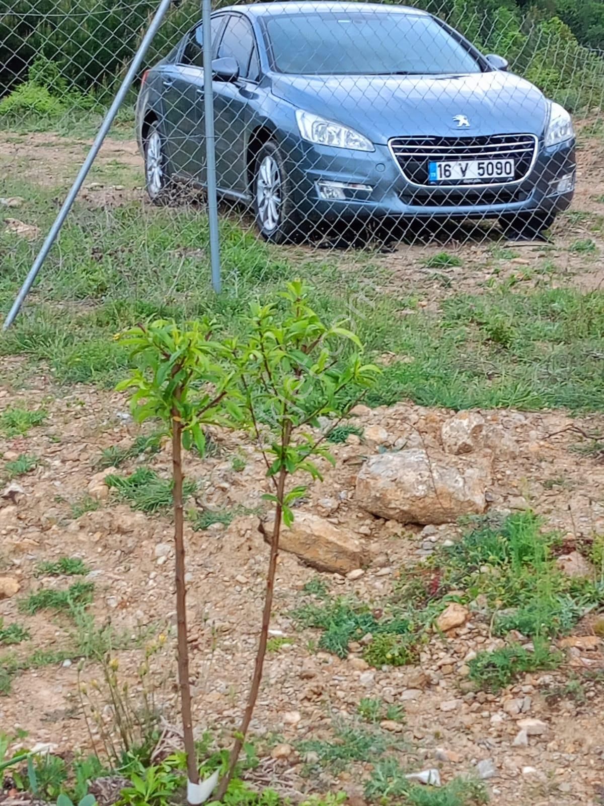 Bursa Osmangazi Avdancıkta Satılık 2700m2 Hisseli Hobibahçesi - Görsel 18