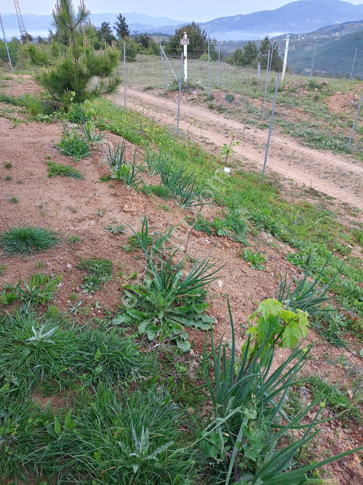 Bursa Osmangazi Avdancıkta Satılık 2700m2 Hisseli Hobibahçesi - Görsel 3