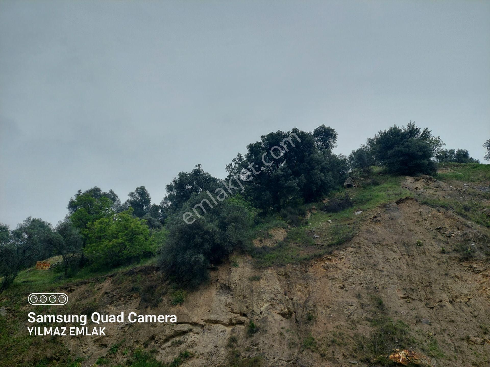 Yaylapınar Mahallesi Asfaltına Cepheli Satılık Zeytinlik - Görsel 26