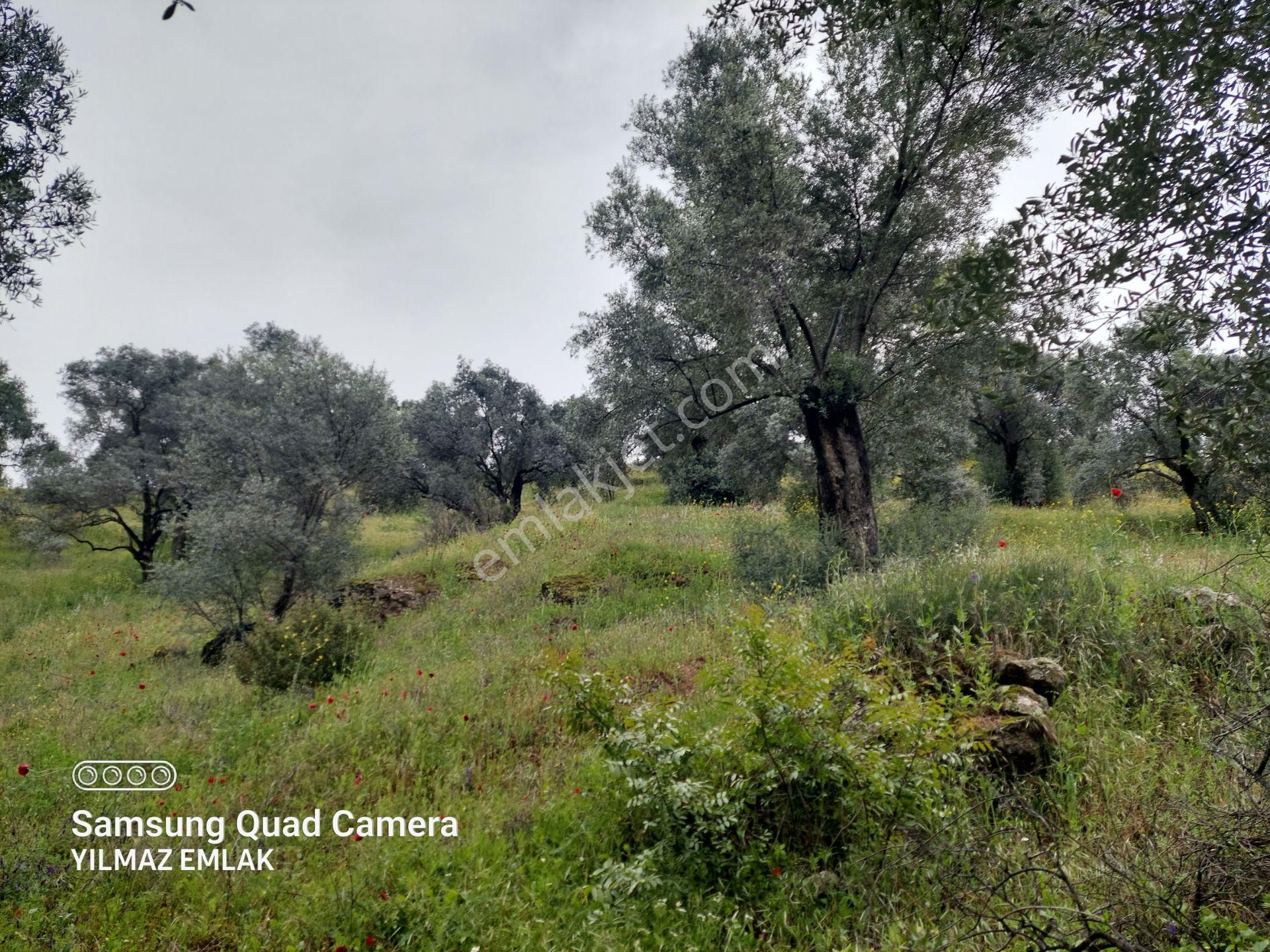 Yaylapınar Mahallesi Asfaltına Cepheli Satılık Zeytinlik - Görsel 18