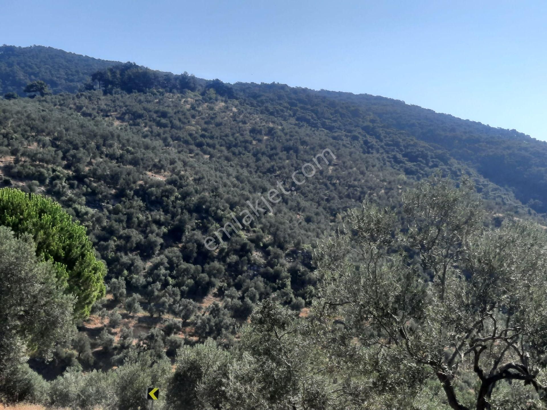 Manisa Kemaliye Satılık Zeytinlik - Görsel 2