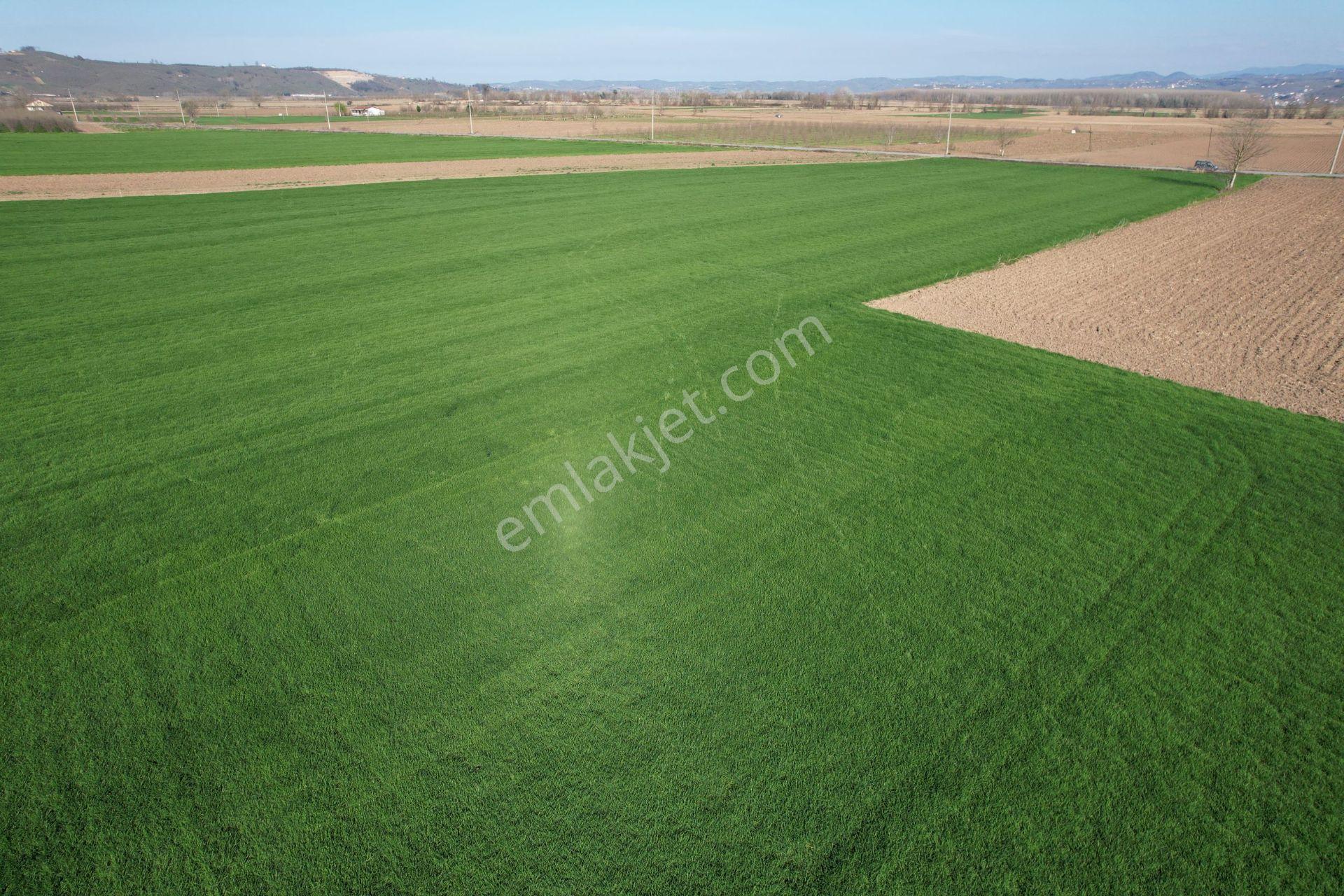 Asfalta Cepheli %40 Ticari + Konut İmarlı 7.373 M2 Mükemmel Konumda Arsa - Görsel 3