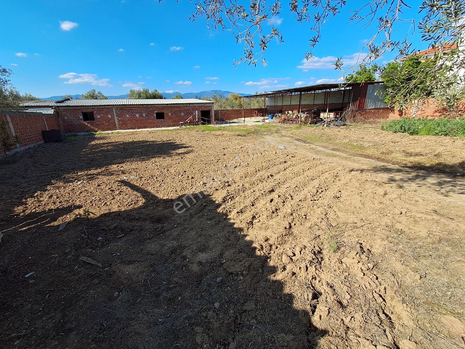 Eryılmaz Gayrimenkul'den Havran Küçükdere Köyünde 2090m2 2 Katlı Ev Ve Kurulu Satılık Çiftlik - Görsel 15