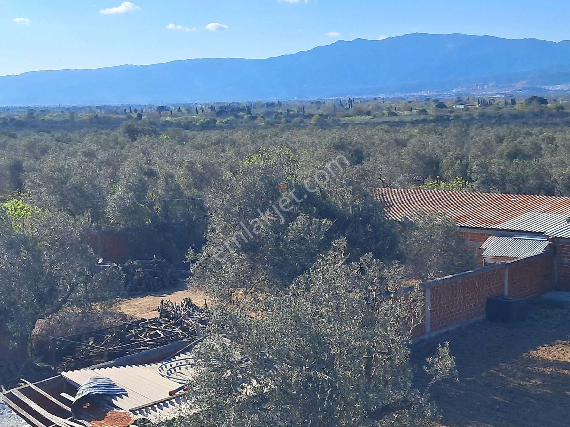 Eryılmaz Gayrimenkul'den Havran Küçükdere Köyünde 2090m2 2 Katlı Ev Ve Kurulu Satılık Çiftlik - Görsel 33