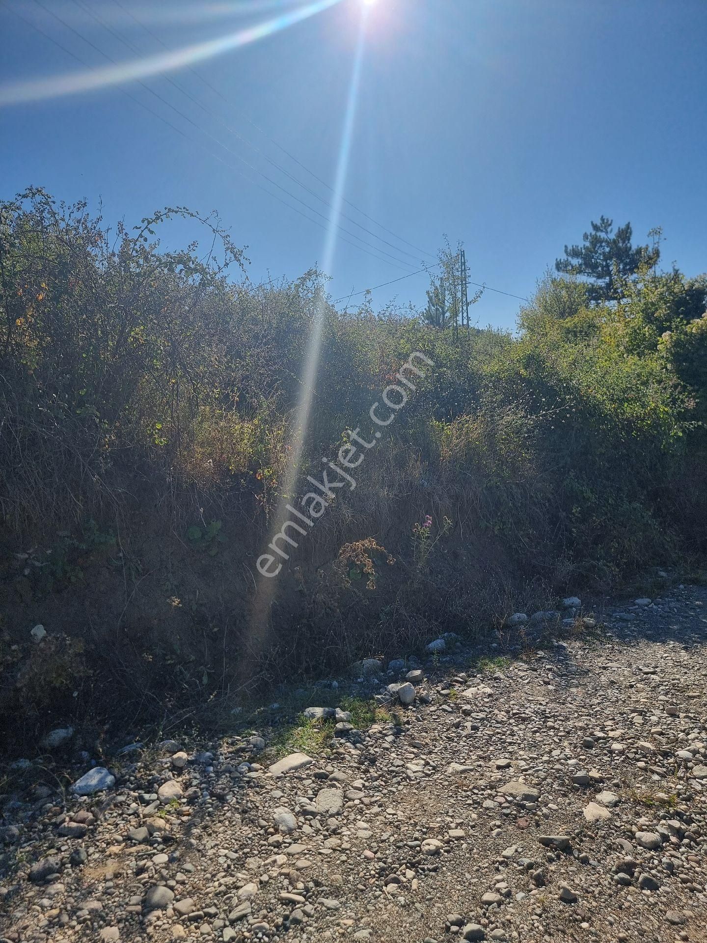 Kastamonu Araç Çıkışında Yol Kenarı 3 Dönüm Bahçe - Görsel 8