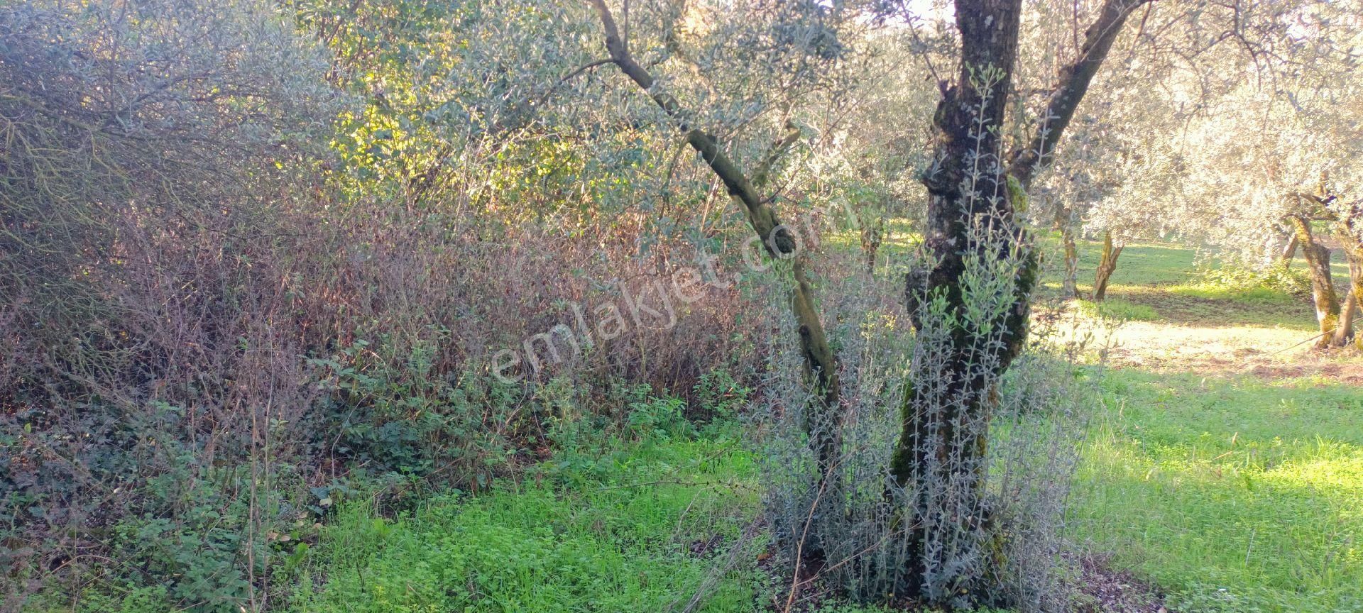Orhangazi Karsakta 383 M2 İmara 200m Düz Zeytinlik - Görsel 5