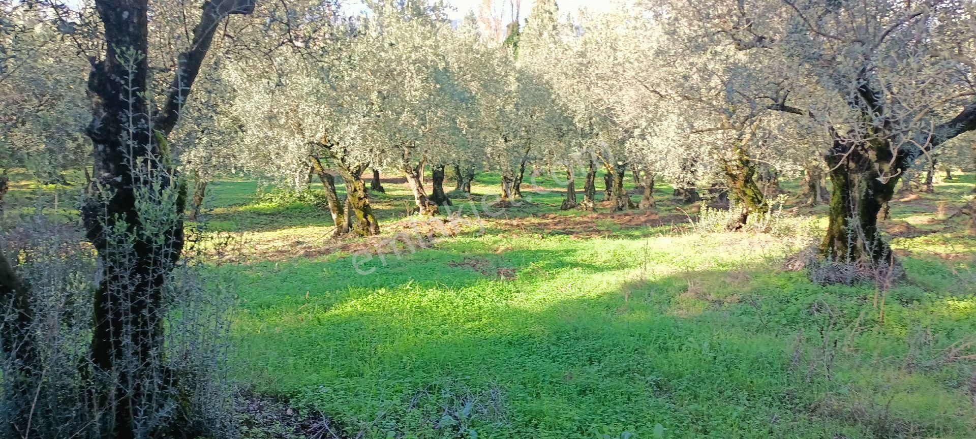 Orhangazi Karsakta 383 M2 İmara 200m Düz Zeytinlik - Görsel 7