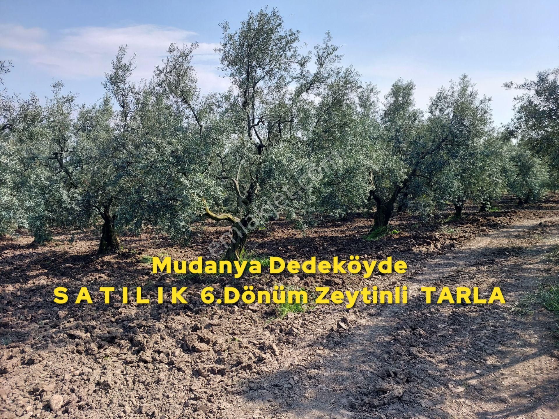 Bursa Mudanya Dedeköyde Fırsat Acil Satılık 6.dönüm Zeytinli Tarla