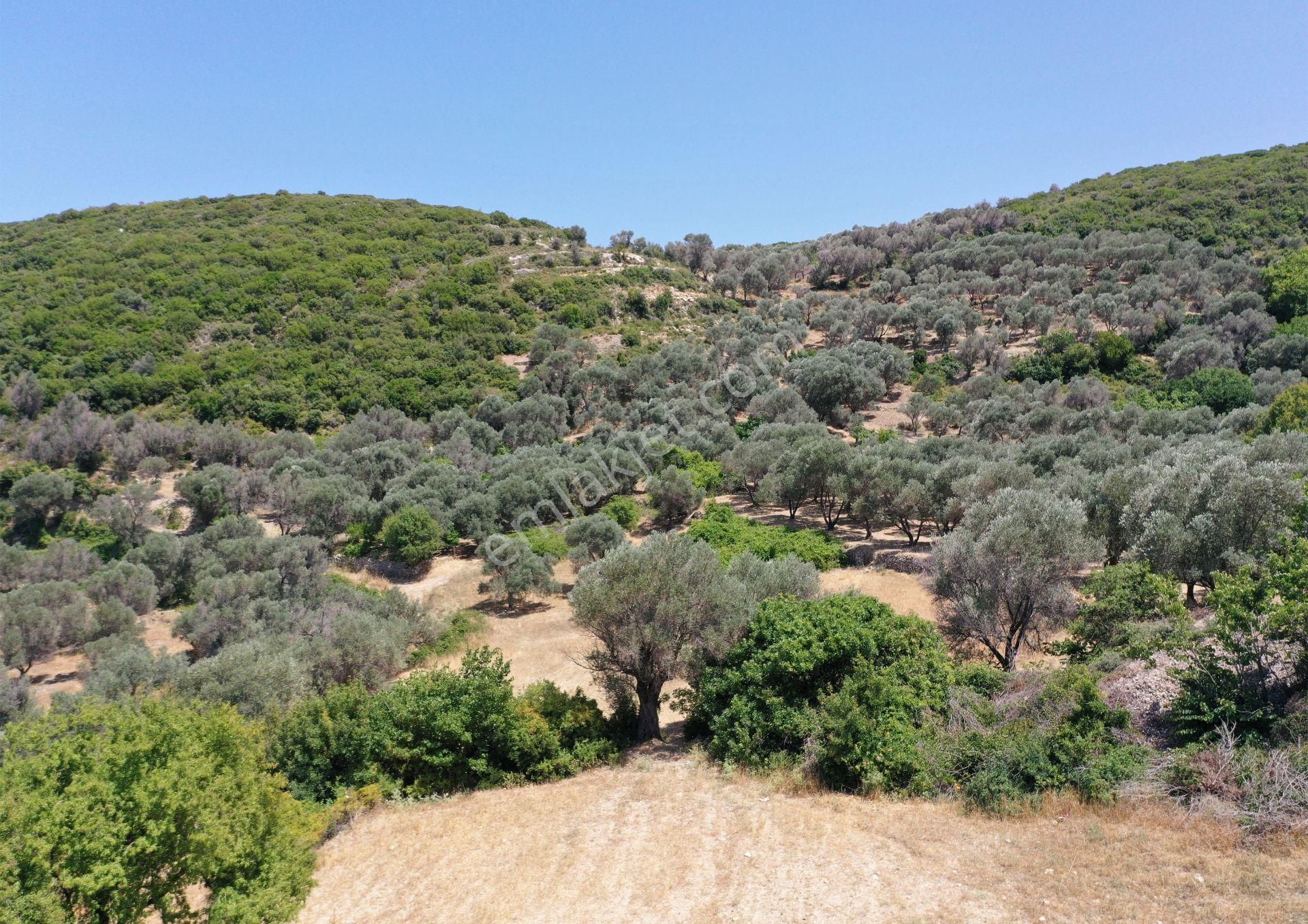 Karaburun Eğlenhoca Mahallesi'nde Deniz Manzaralı 5070 M² Tarla - Görsel 5