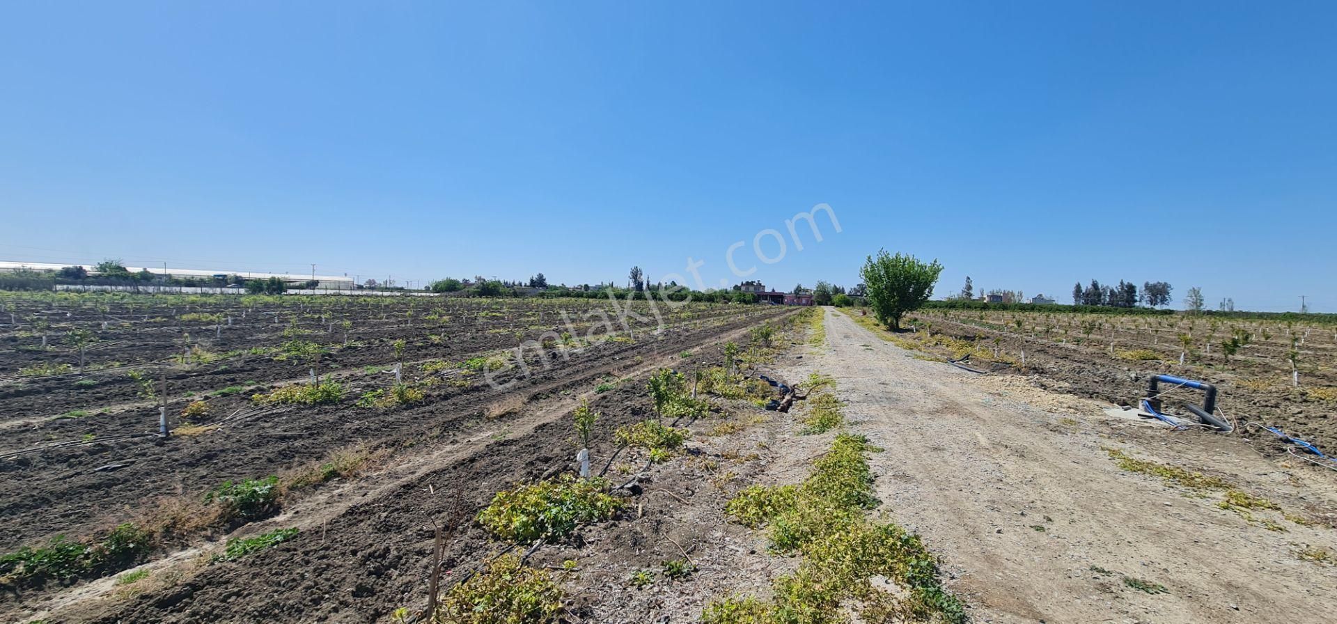Yeni Havaalanına Çok Yakın Yatırımlık Narenciye Bahçesi - Görsel 30