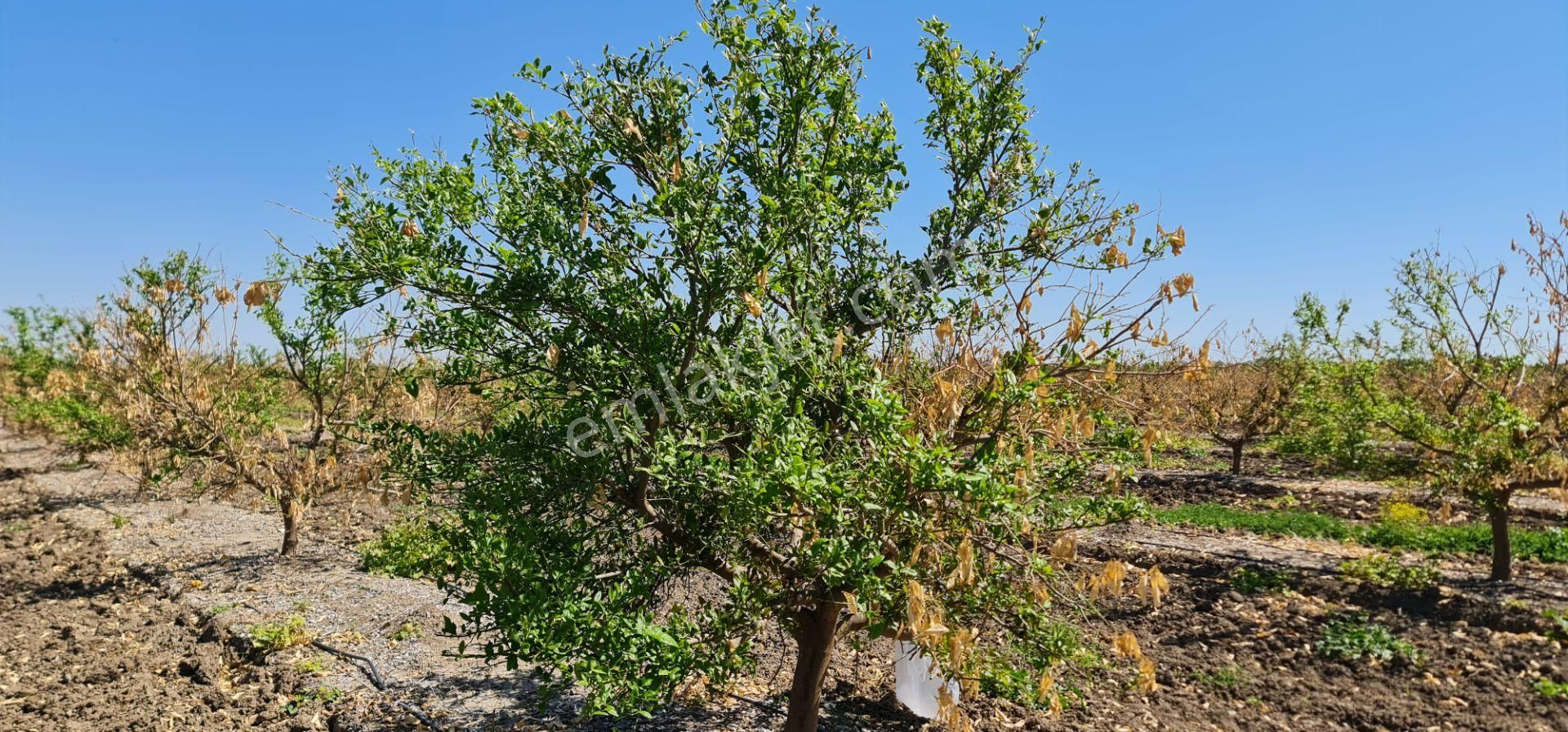 Yeni Havaalanına Çok Yakın Yatırımlık Narenciye Bahçesi - Görsel 14