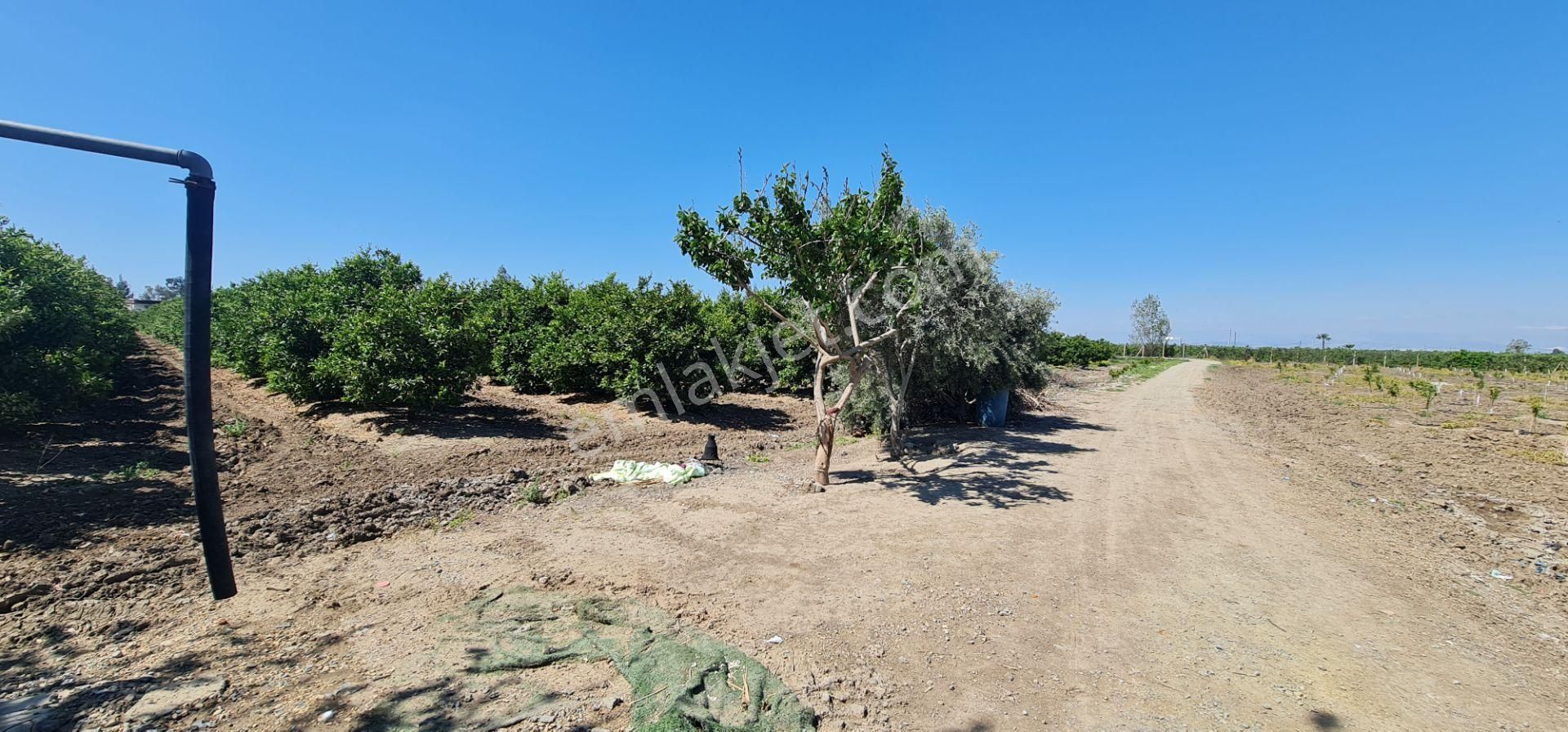 Yeni Havaalanına Çok Yakın Yatırımlık Narenciye Bahçesi - Görsel 32