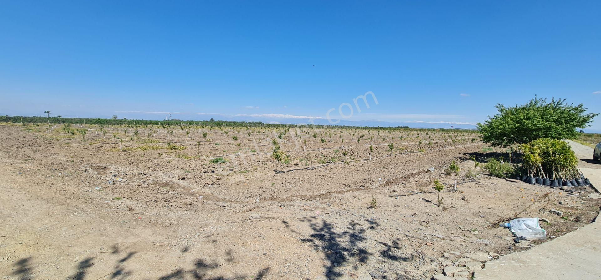 Yeni Havaalanına Çok Yakın Yatırımlık Narenciye Bahçesi - Görsel 29