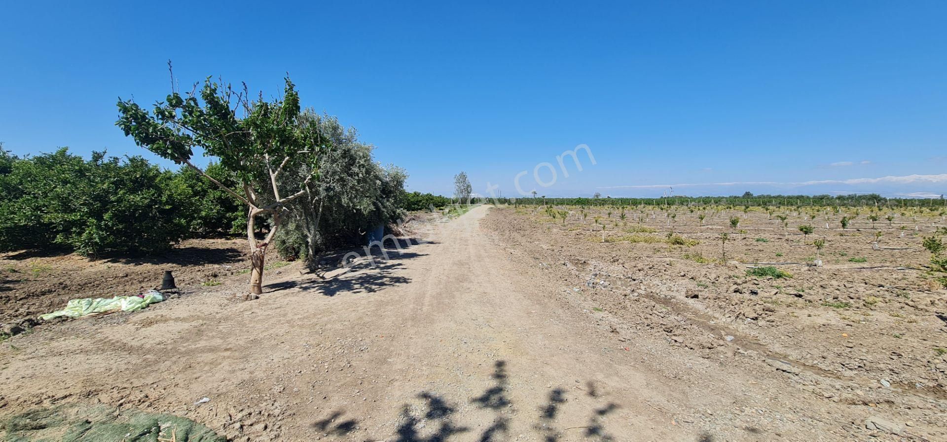 Yeni Havaalanına Çok Yakın Yatırımlık Narenciye Bahçesi - Görsel 31