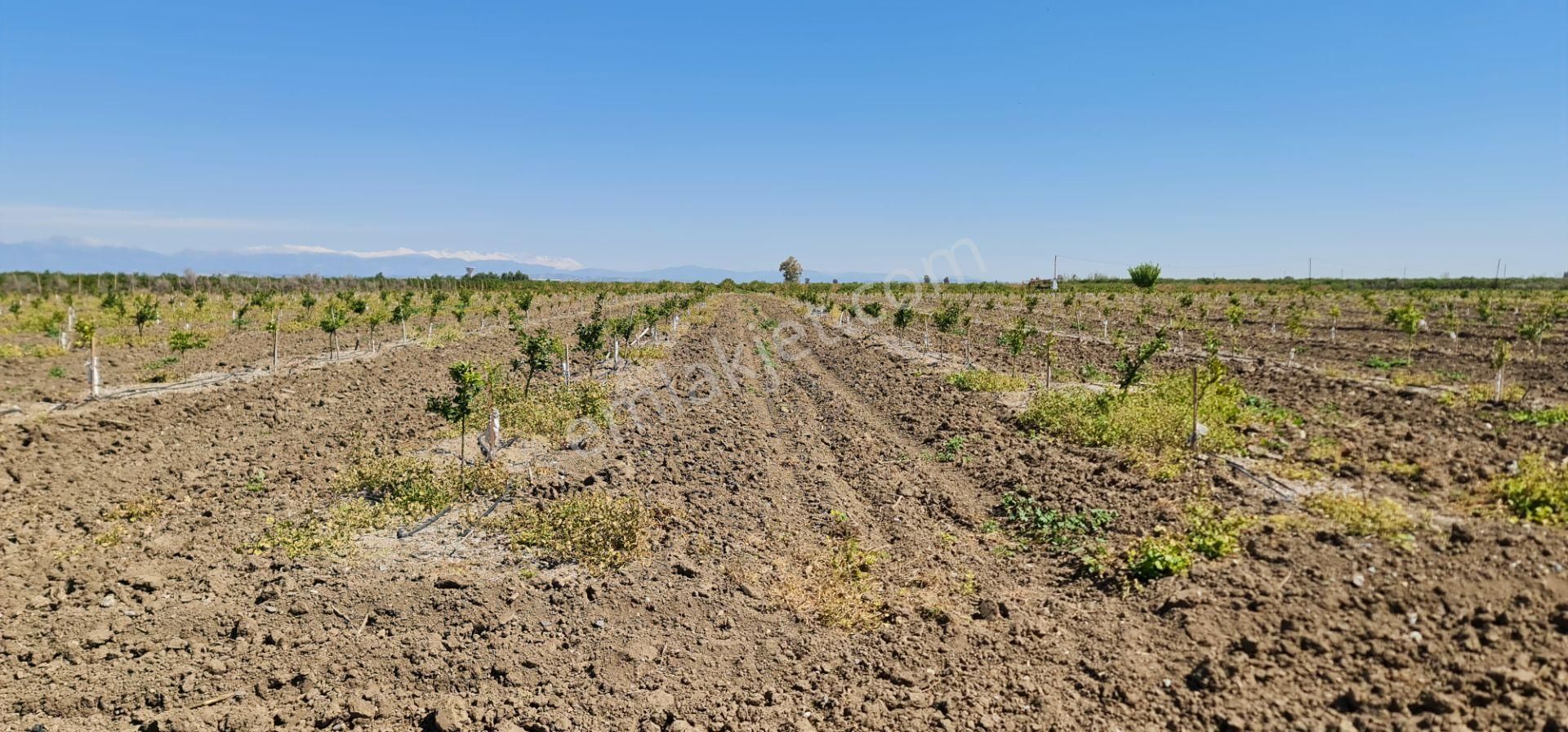 Yeni Havaalanına Çok Yakın Yatırımlık Narenciye Bahçesi - Görsel 7