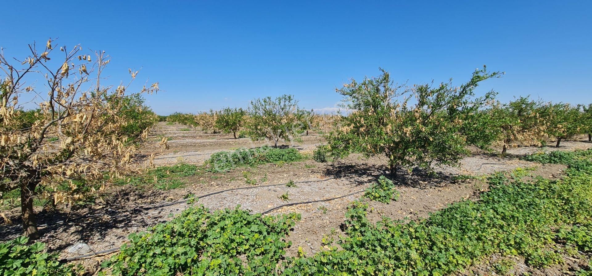 Yeni Havaalanına Çok Yakın Yatırımlık Narenciye Bahçesi - Görsel 11