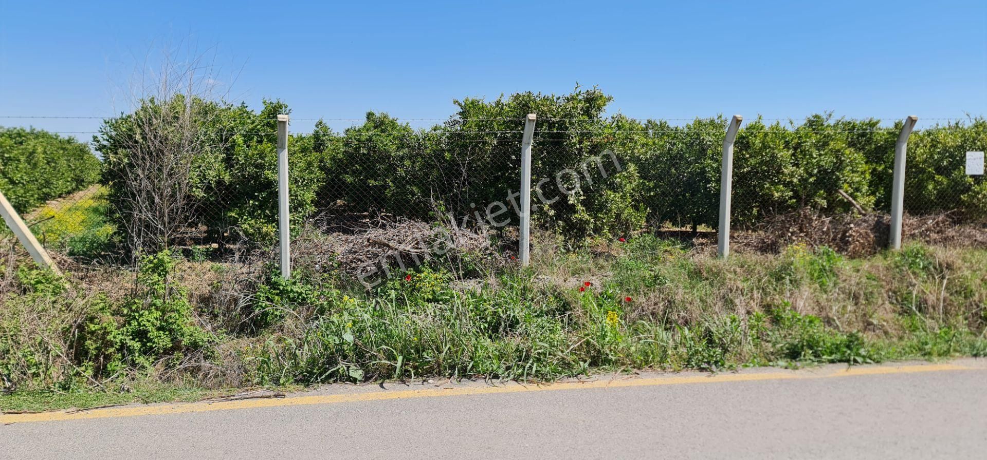 Yeni Havaalanına Çok Yakın Yatırımlık Narenciye Bahçesi - Görsel 35