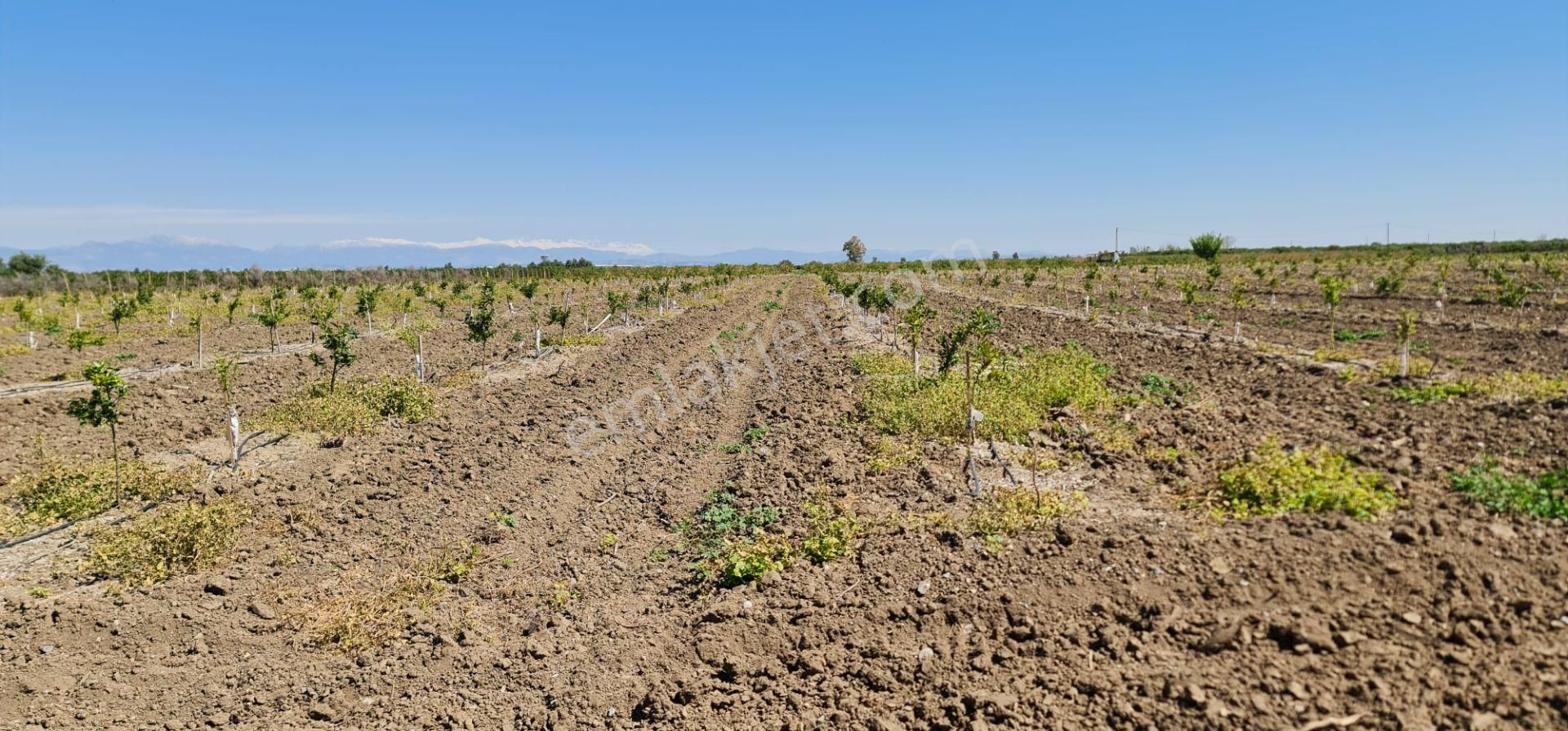 Yeni Havaalanına Çok Yakın Yatırımlık Narenciye Bahçesi - Görsel 8