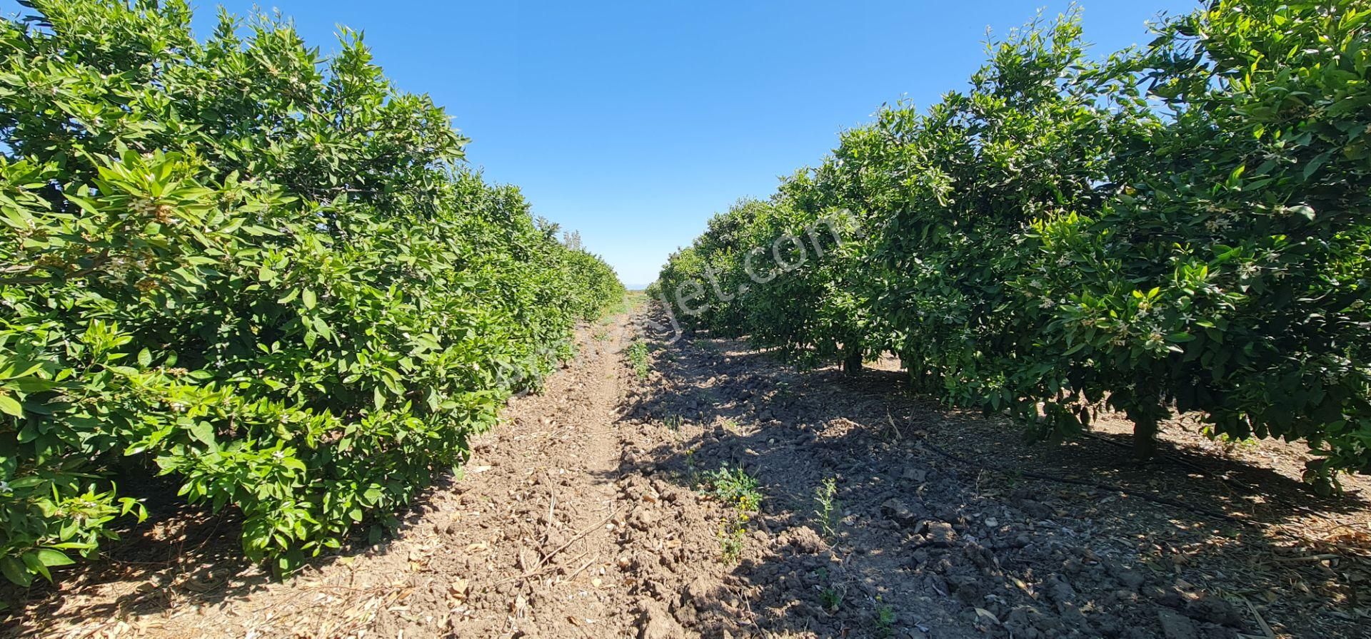 Yeni Havaalanına Çok Yakın Yatırımlık Narenciye Bahçesi - Görsel 4