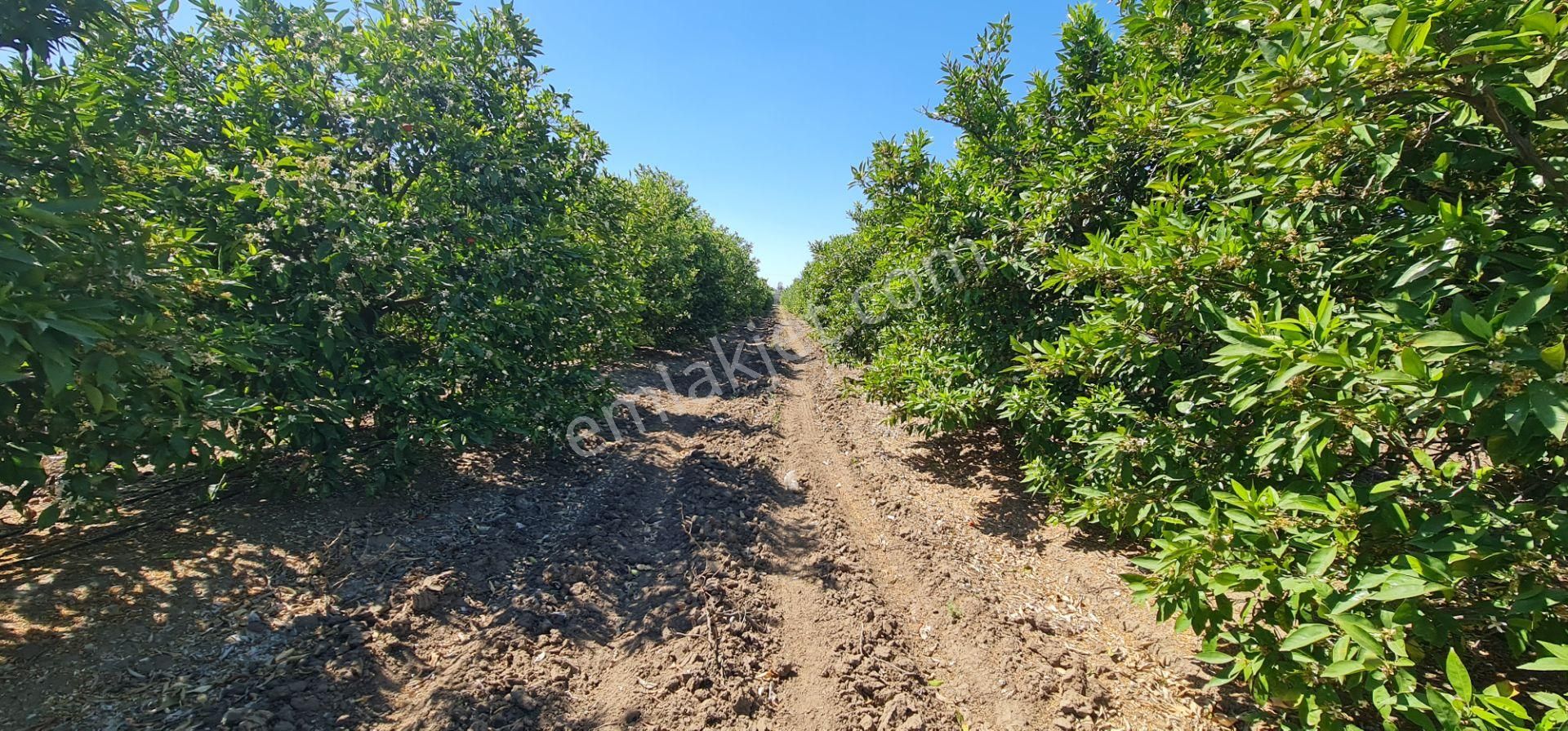 Yeni Havaalanına Çok Yakın Yatırımlık Narenciye Bahçesi - Görsel 9