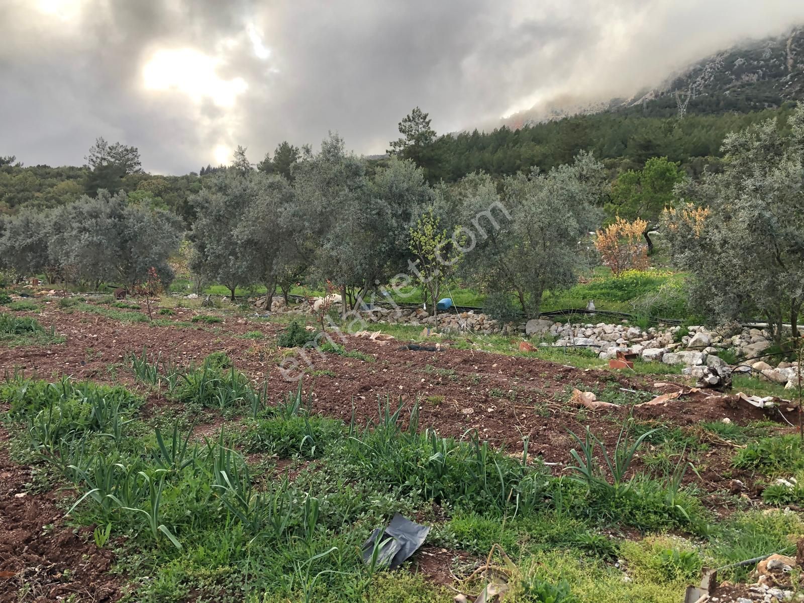 Kumluca Belen'de, Adrasan'a Yakın, Ev+çeşitli Meyve Ağaçlı Yatırımlık Tarla ...