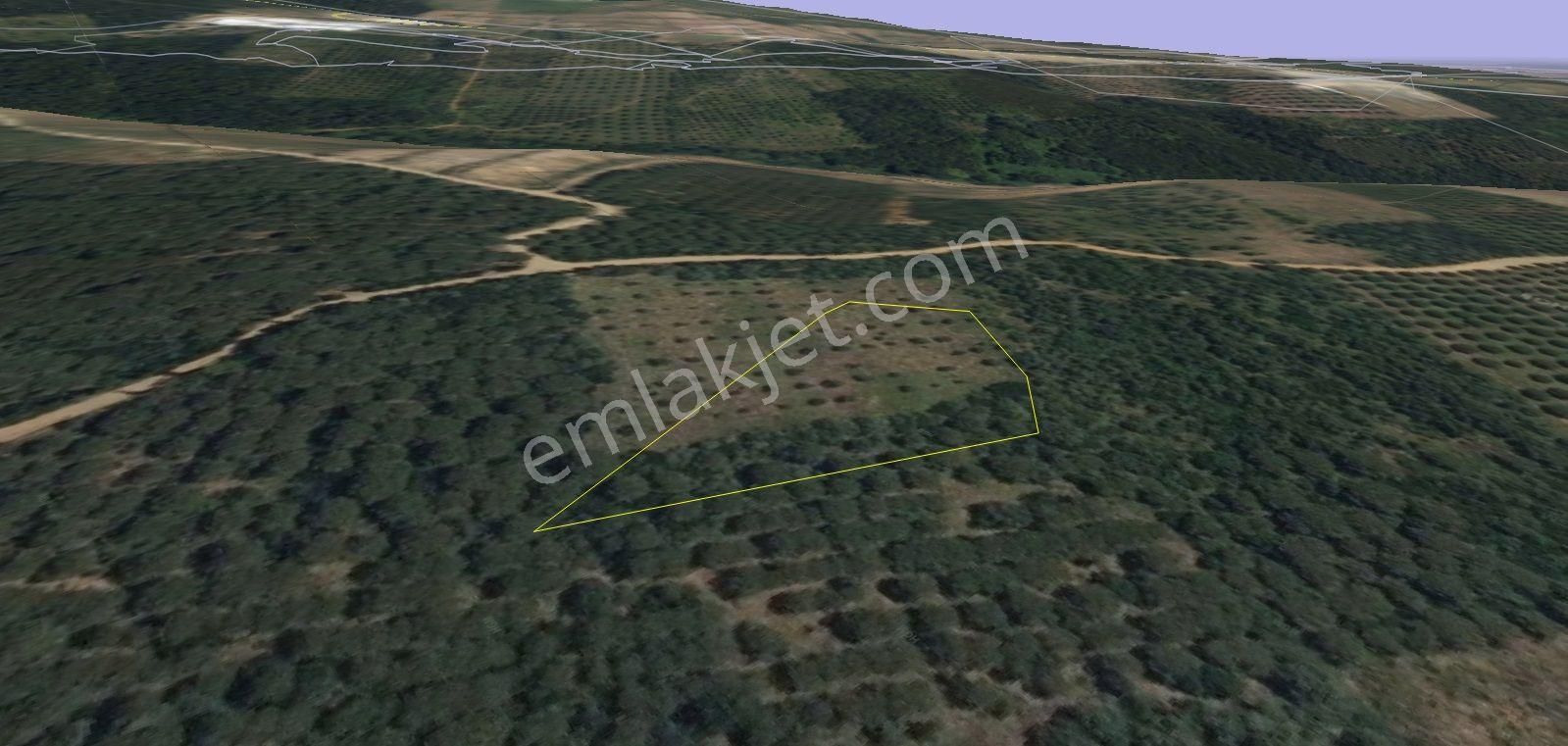 Bursa Karacabey Şahmelek Köyünde Araç Takaslı Çam Fıstığı Ve Zeytin Ağaçlı Bağ - Görsel 5