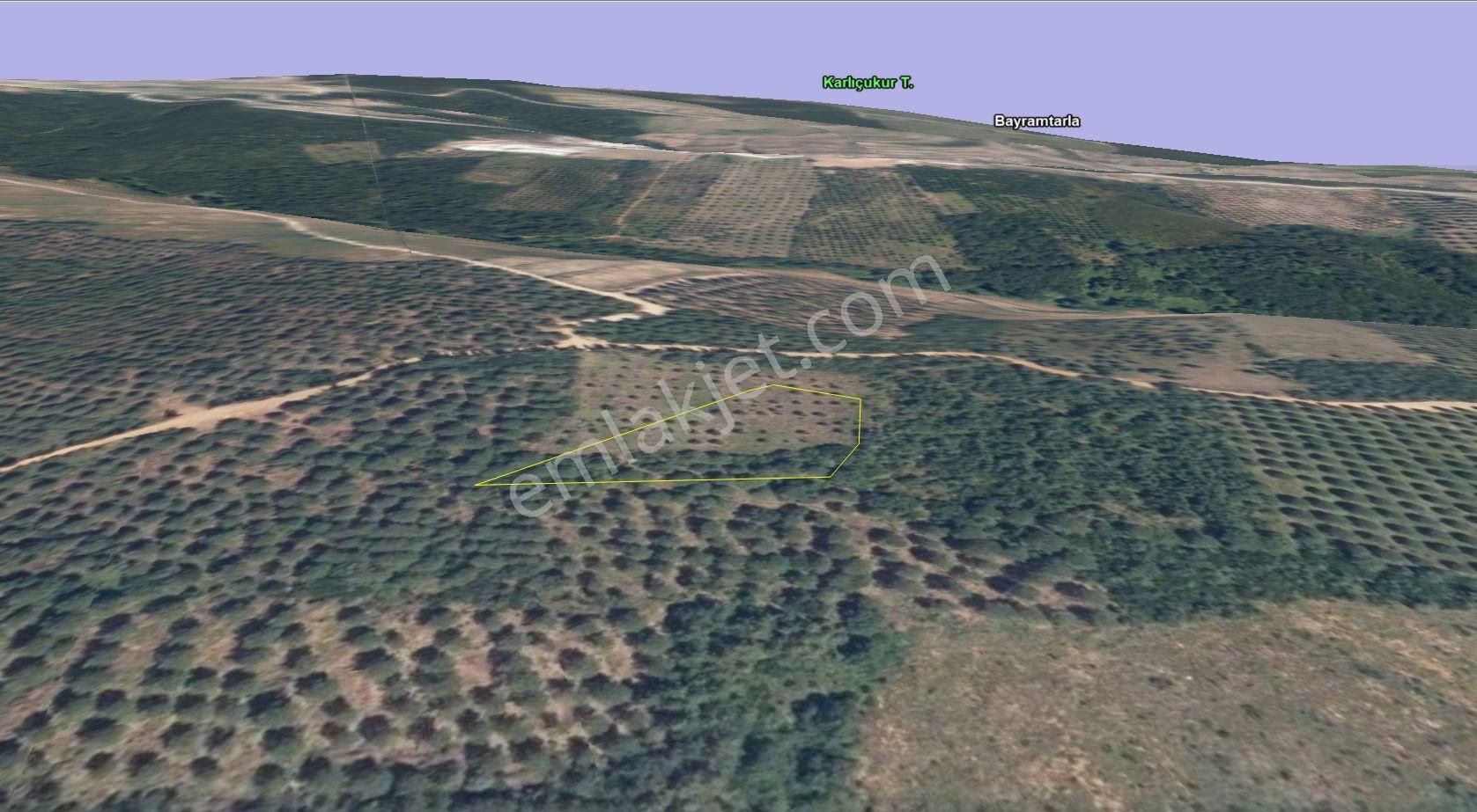 Bursa Karacabey Şahmelek Köyünde Araç Takaslı Çam Fıstığı Ve Zeytin Ağaçlı Bağ - Görsel 19