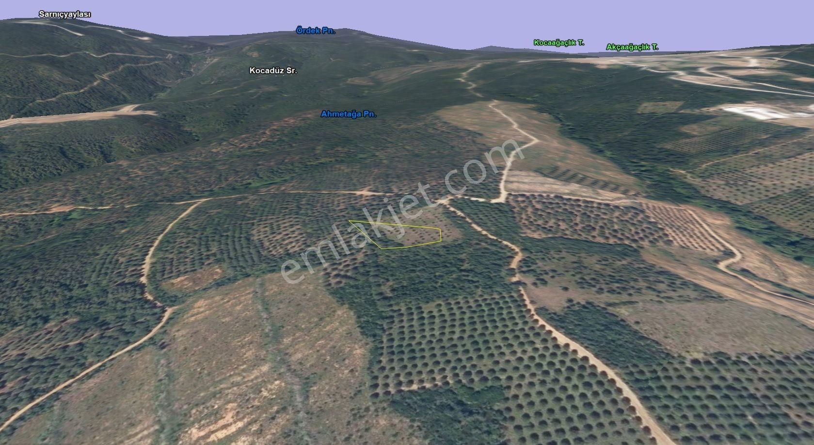Bursa Karacabey Şahmelek Köyünde Araç Takaslı Çam Fıstığı Ve Zeytin Ağaçlı Bağ - Görsel 20