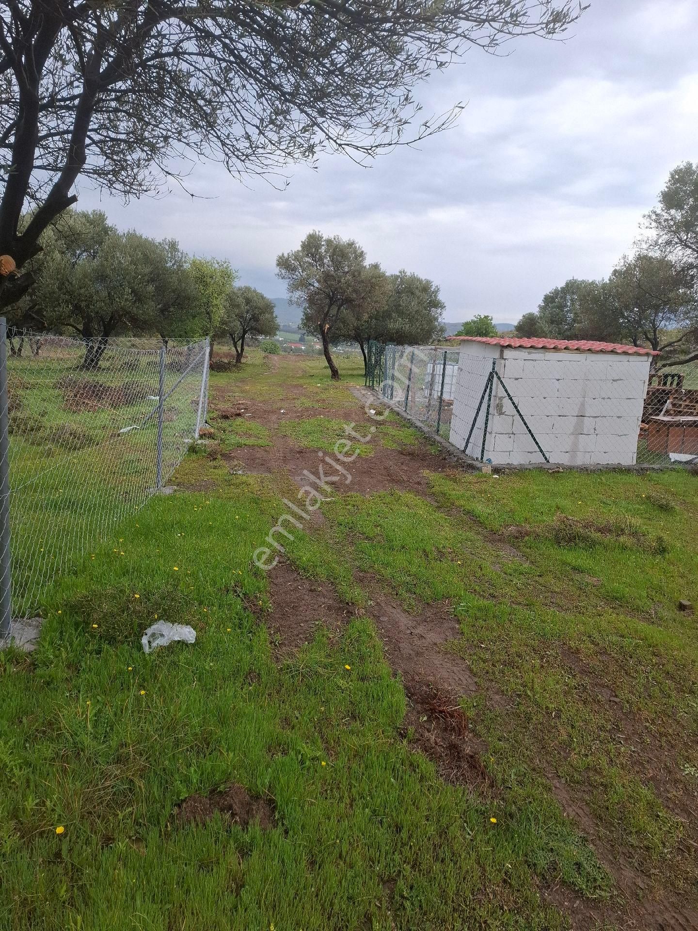 Yeni Foça Fevzi Çakmakta 778 Mk Zeytinli Bahçe Satılık - Görsel 4