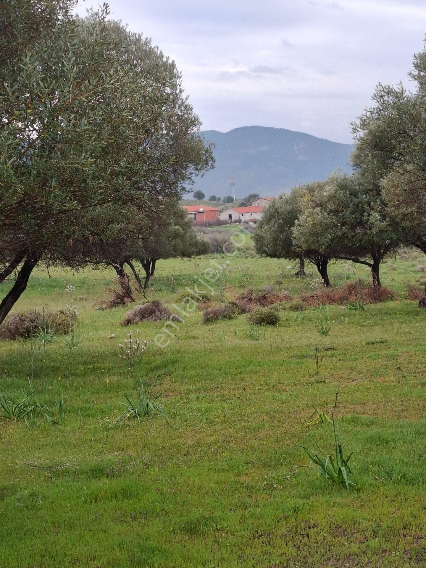 Yeni Foça Fevzi Çakmakta 778 Mk Zeytinli Bahçe Satılık - Görsel 9