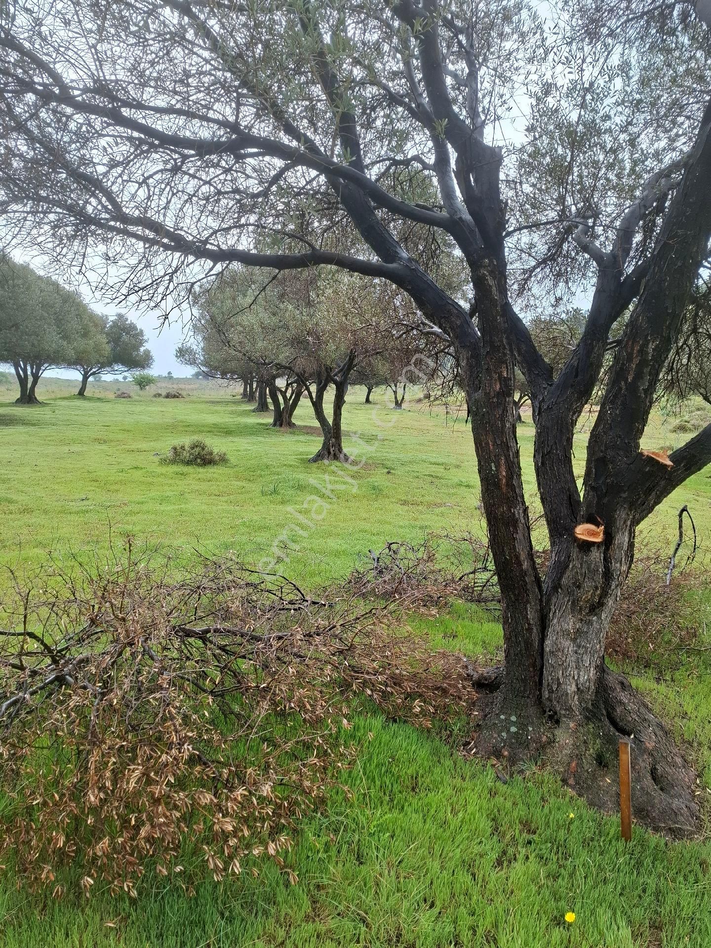 Yeni Foça Fevzi Çakmakta 778 Mk Zeytinli Bahçe Satılık - Görsel 14