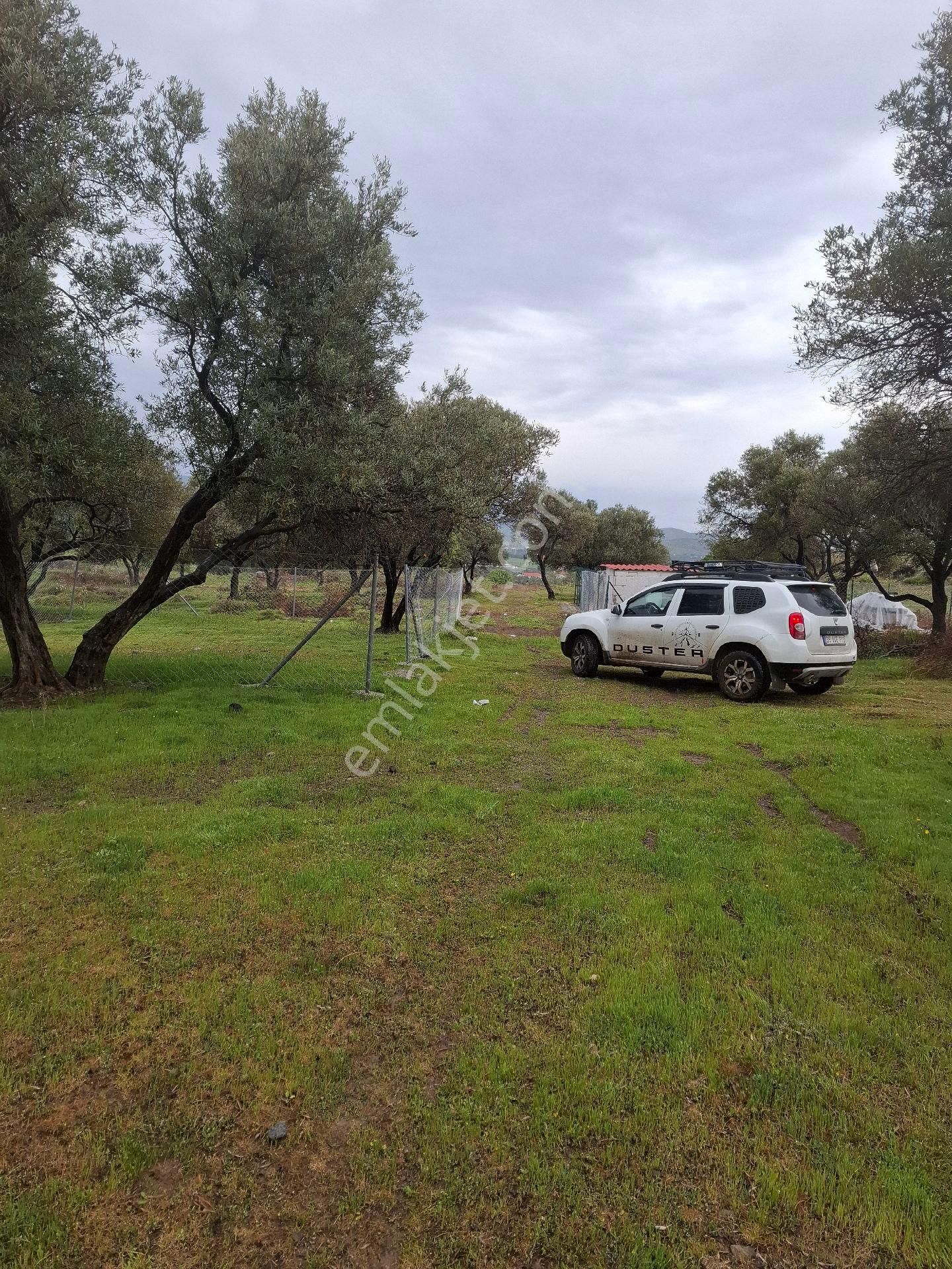 Yeni Foça Fevzi Çakmakta 778 Mk Zeytinli Bahçe Satılık - Görsel 10