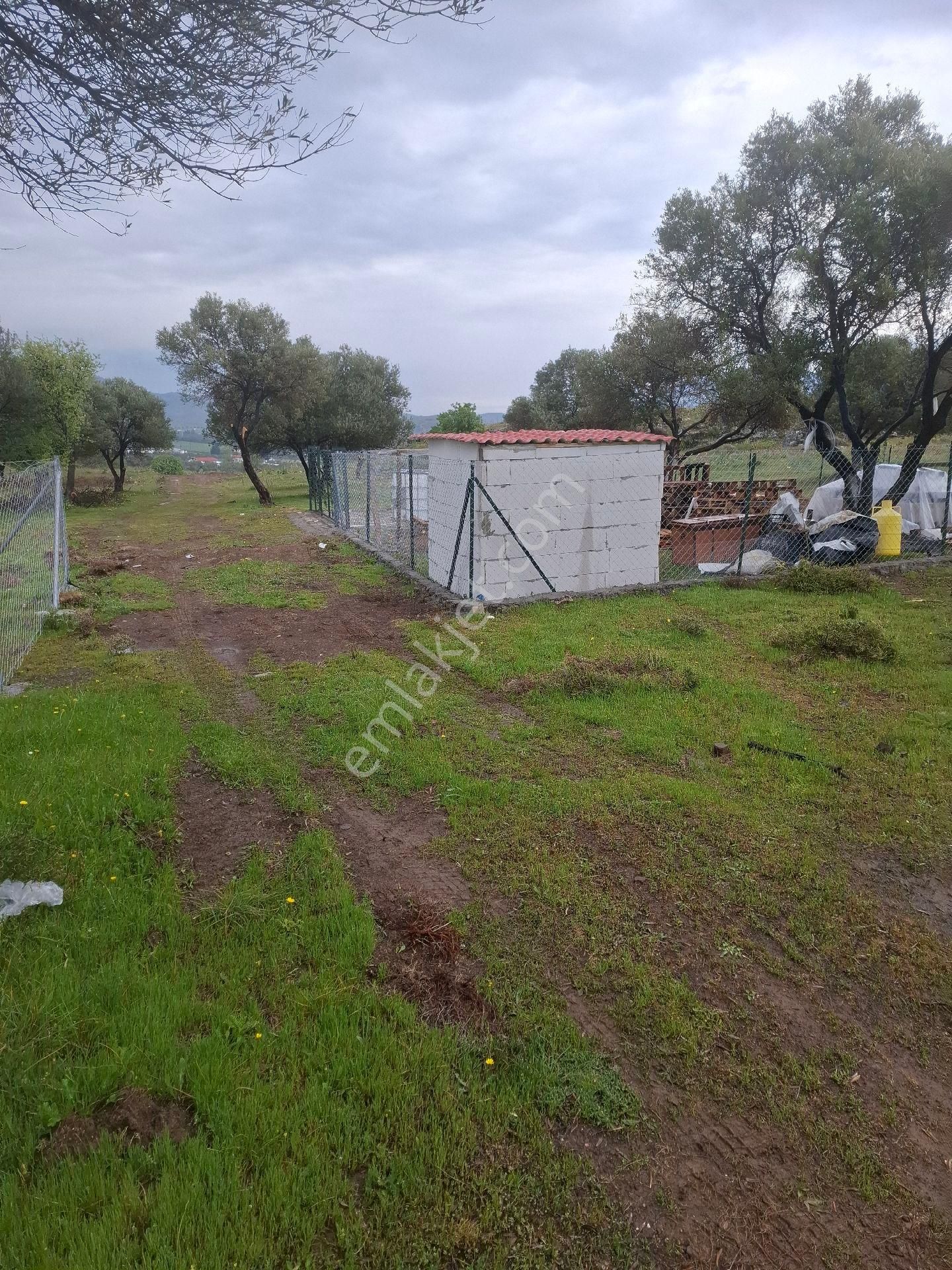 Yeni Foça Fevzi Çakmakta 778 Mk Zeytinli Bahçe Satılık - Görsel 5