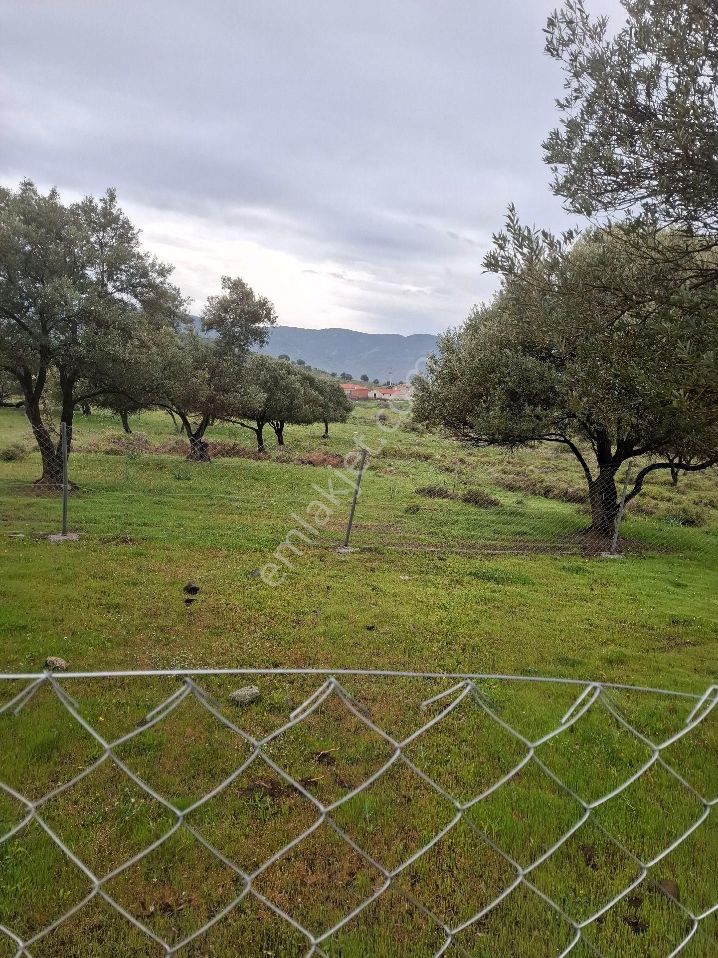 Yeni Foça Fevzi Çakmakta 778 Mk Zeytinli Bahçe Satılık - Görsel 2