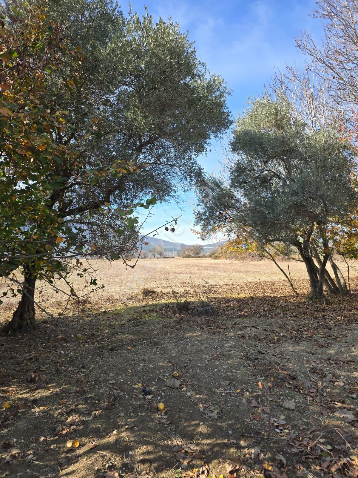 Muğla Menteşe Yeşilyurt Mahallesinden Satılık Tarla - Görsel 11