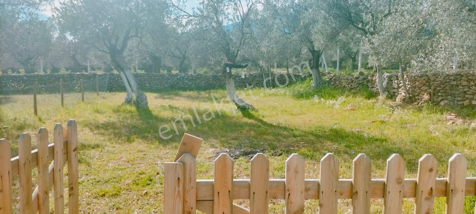**konut Emlak'tan Kızılkeçili'de Zeytinlik Hobi Bahçesi** - Görsel 6