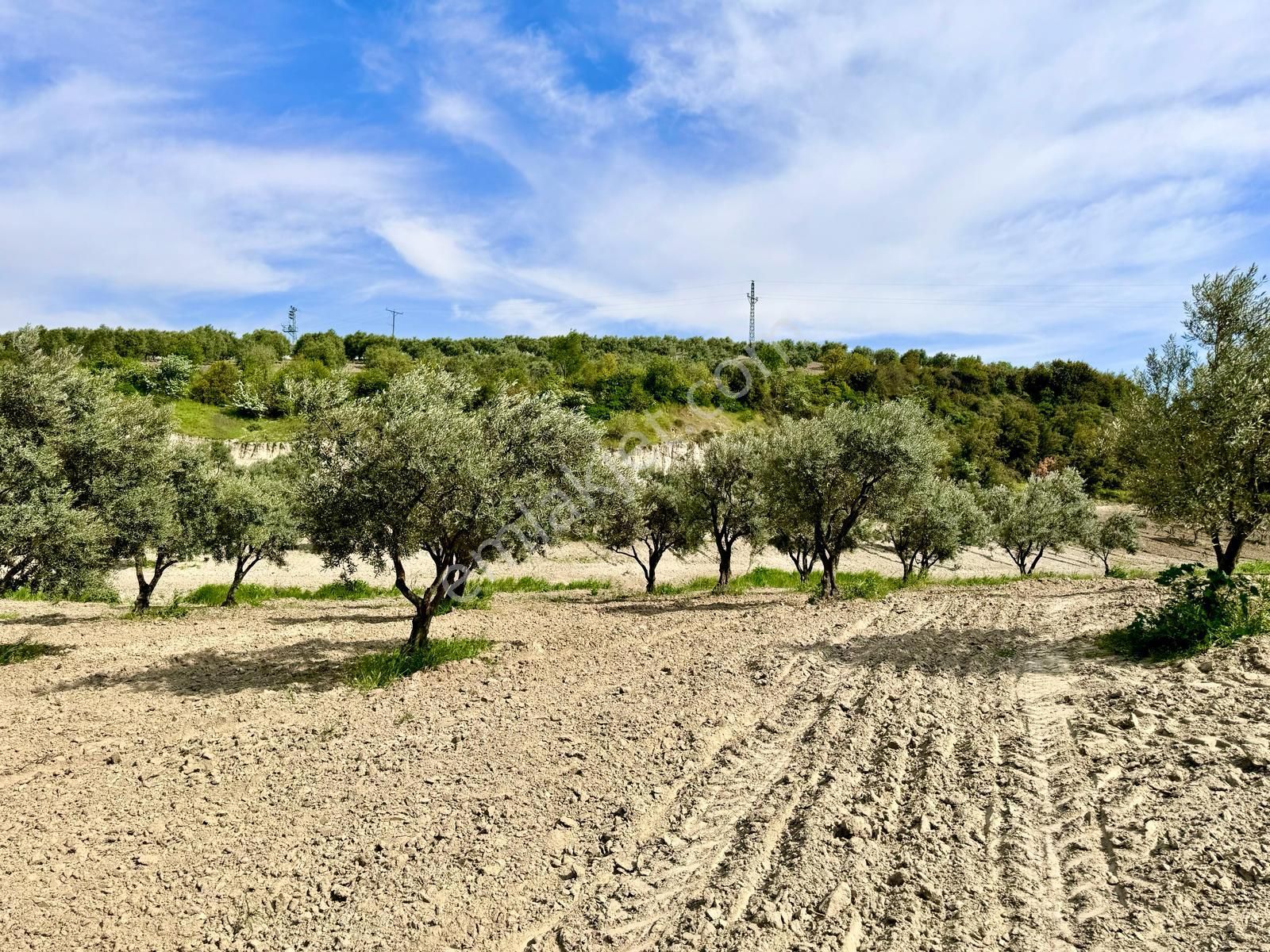 Manisa Hacımusa Da 5.900 M2 Zeytinlik , Resmi Yolu Var , 130 Yetişkin Ağaç - Görsel 6