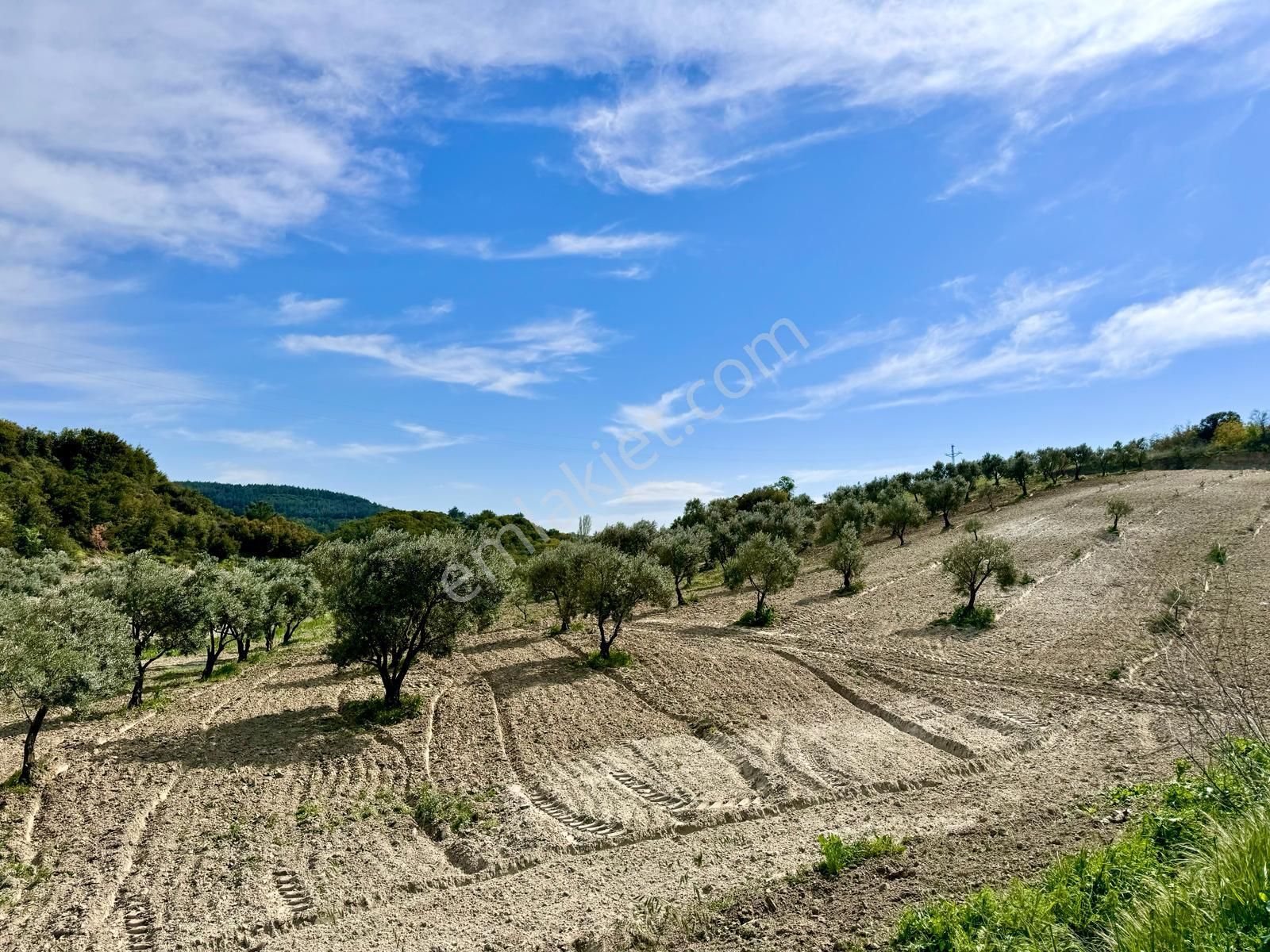 Manisa Hacımusa Da 5.900 M2 Zeytinlik , Resmi Yolu Var , 130 Yetişkin Ağaç - Görsel 3