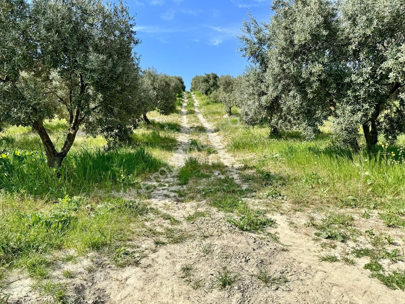 Manisa Hacımusa Da 5.900 M2 Zeytinlik , Resmi Yolu Var , 130 Yetişkin Ağaç - Görsel 4