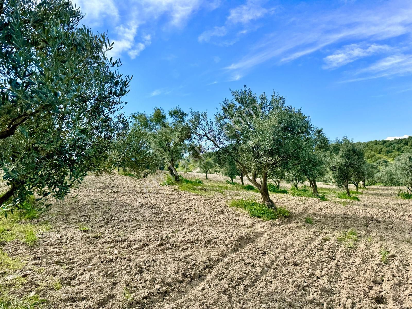 Manisa Hacımusa Da 5.900 M2 Zeytinlik , Resmi Yolu Var , 130 Yetişkin Ağaç - Görsel 22