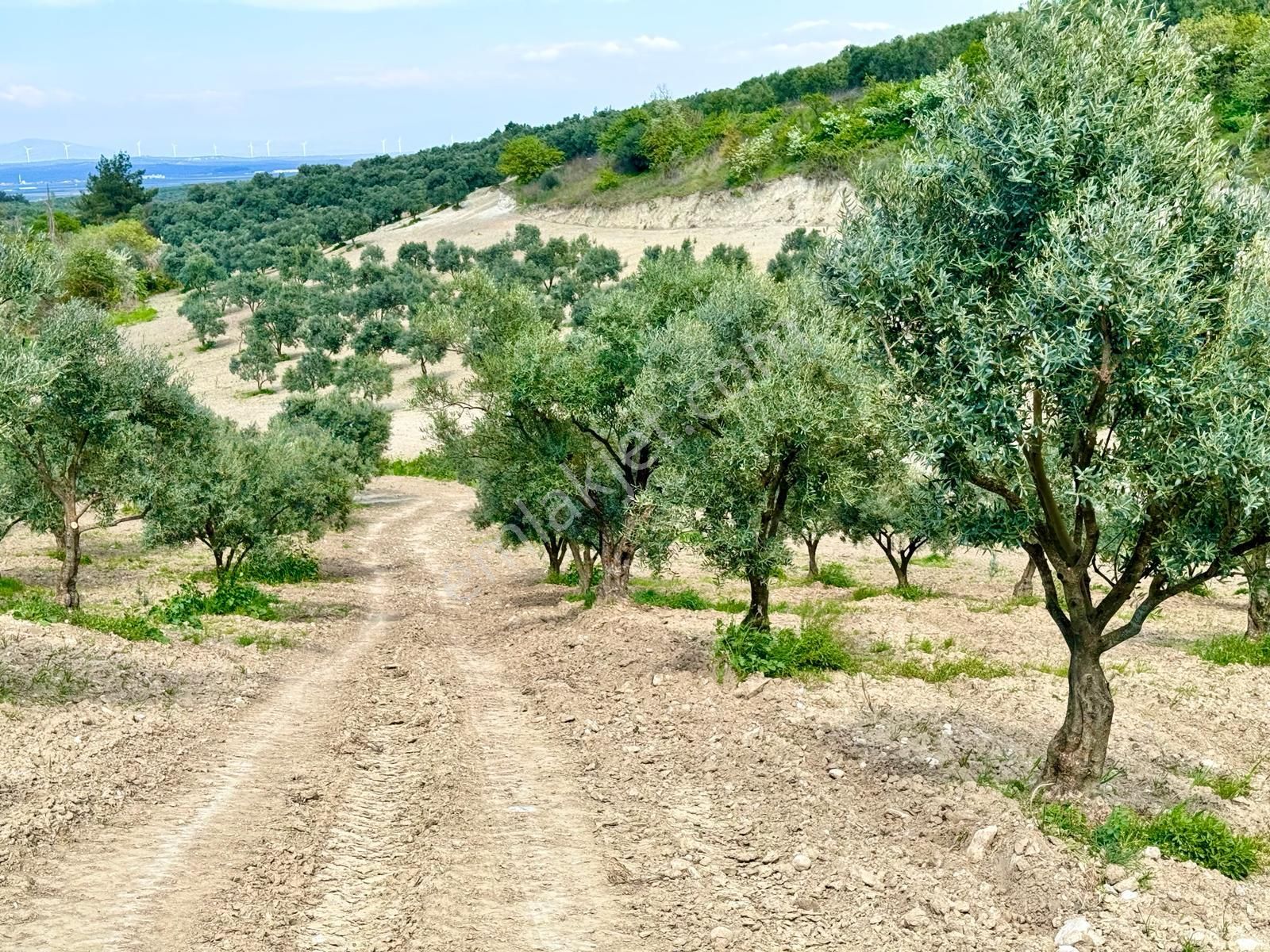 Manisa Hacımusa Da 5.900 M2 Zeytinlik , Resmi Yolu Var , 130 Yetişkin Ağaç - Görsel 18