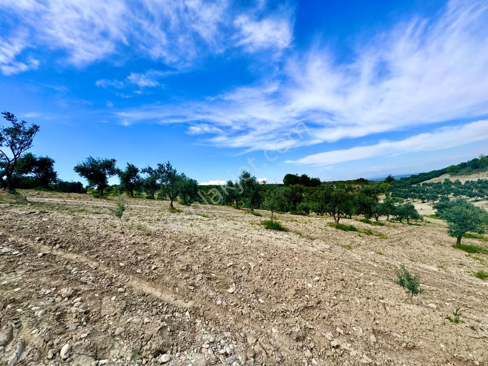 Manisa Hacımusa Da 5.900 M2 Zeytinlik , Resmi Yolu Var , 130 Yetişkin Ağaç - Görsel 20