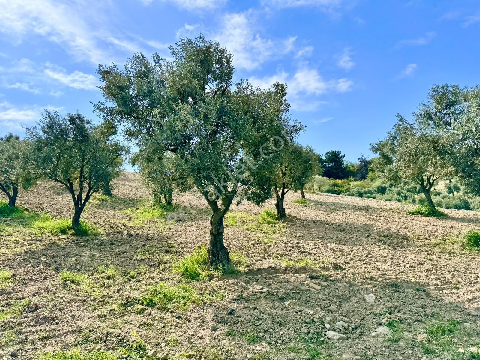 Manisa Hacımusa Da 5.900 M2 Zeytinlik , Resmi Yolu Var , 130 Yetişkin Ağaç - Görsel 10
