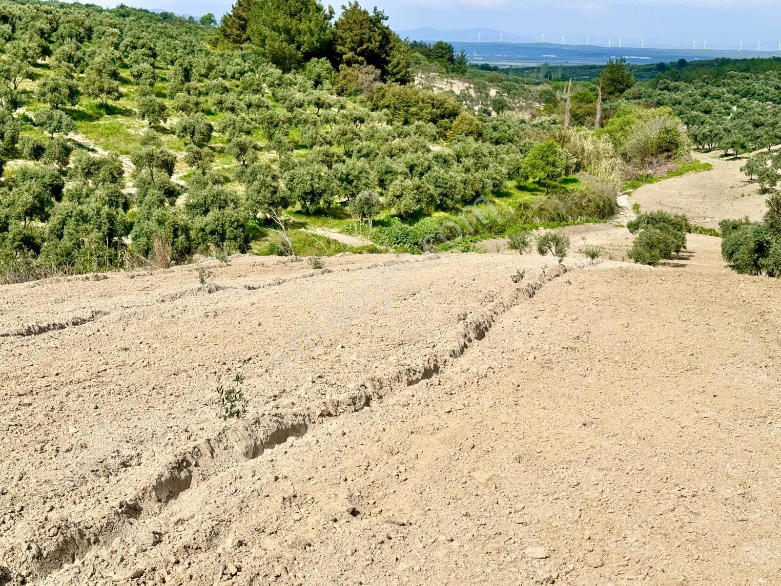 Manisa Hacımusa Da 5.900 M2 Zeytinlik , Resmi Yolu Var , 130 Yetişkin Ağaç - Görsel 16