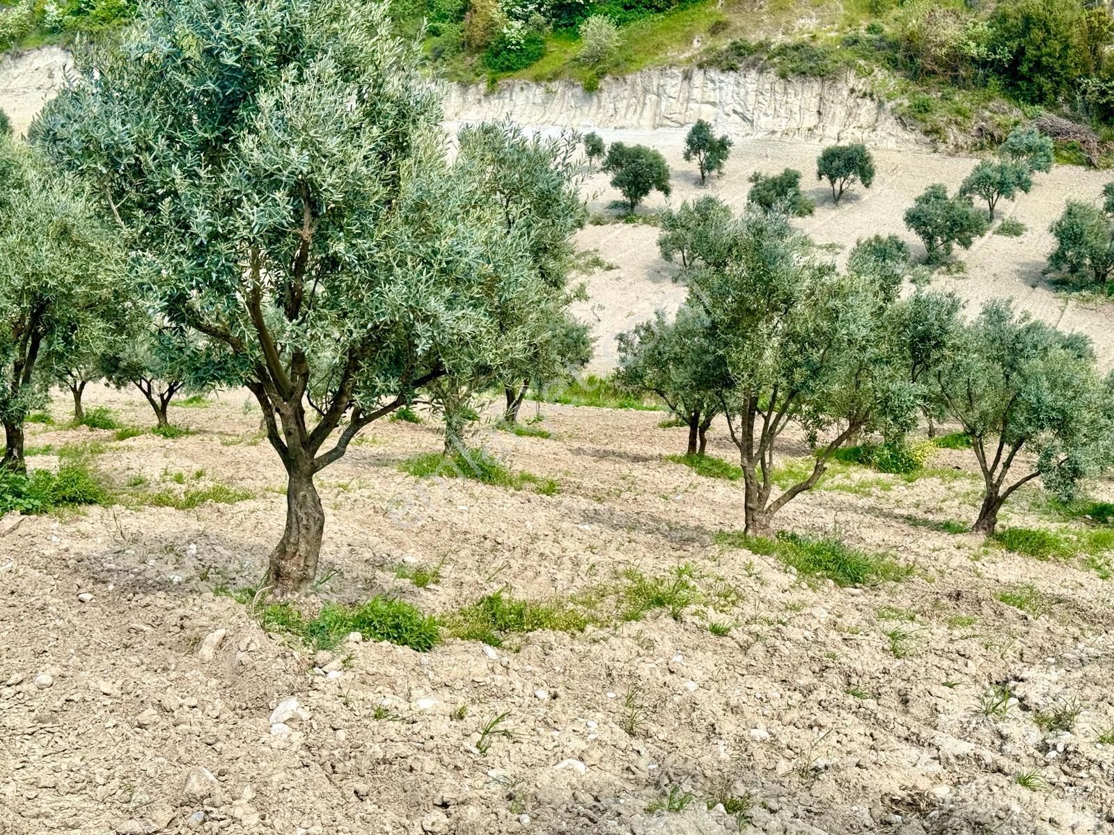 Manisa Hacımusa Da 5.900 M2 Zeytinlik , Resmi Yolu Var , 130 Yetişkin Ağaç - Görsel 17