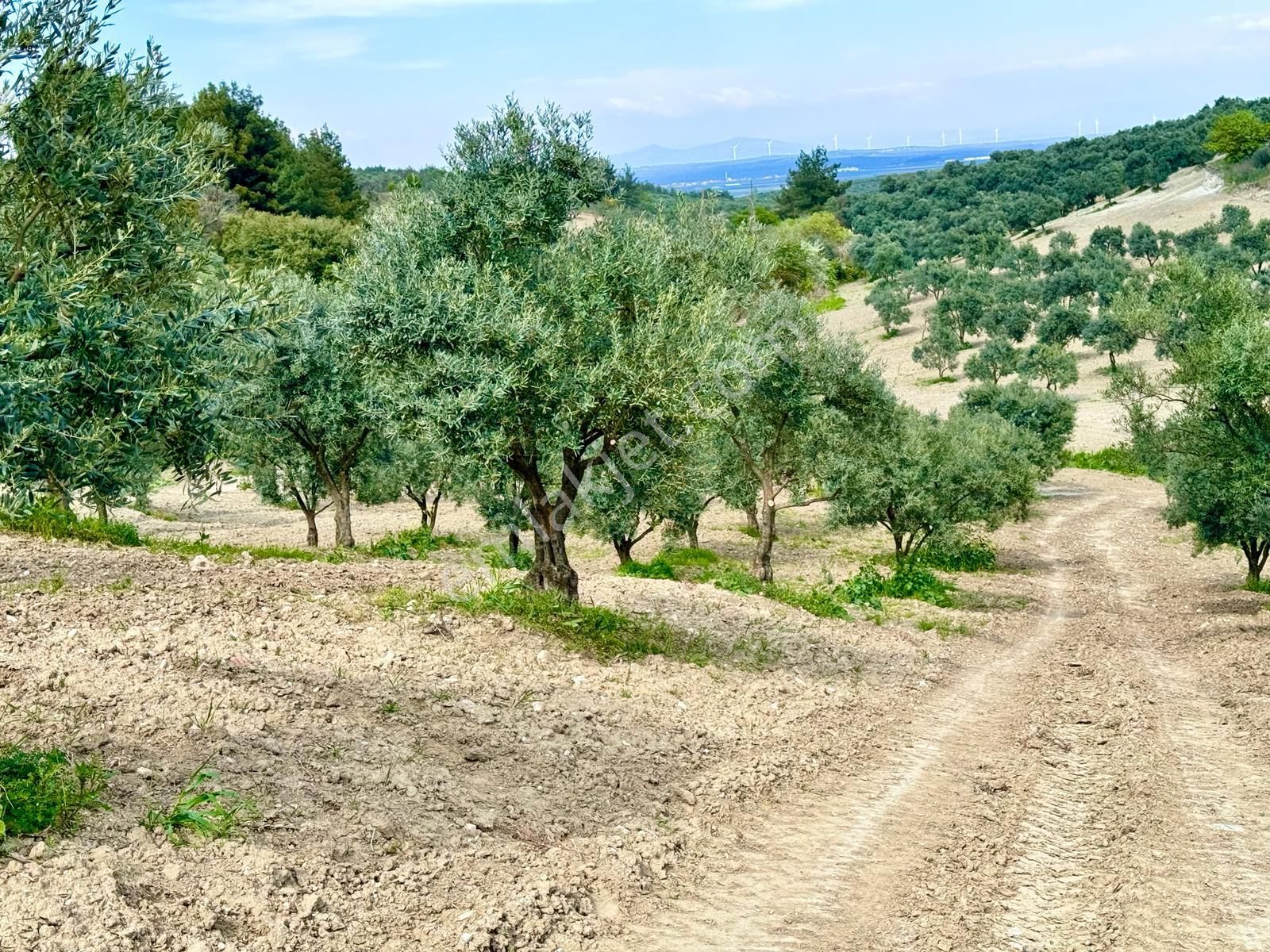 Manisa Hacımusa Da 5.900 M2 Zeytinlik , Resmi Yolu Var , 130 Yetişkin Ağaç - Görsel 19