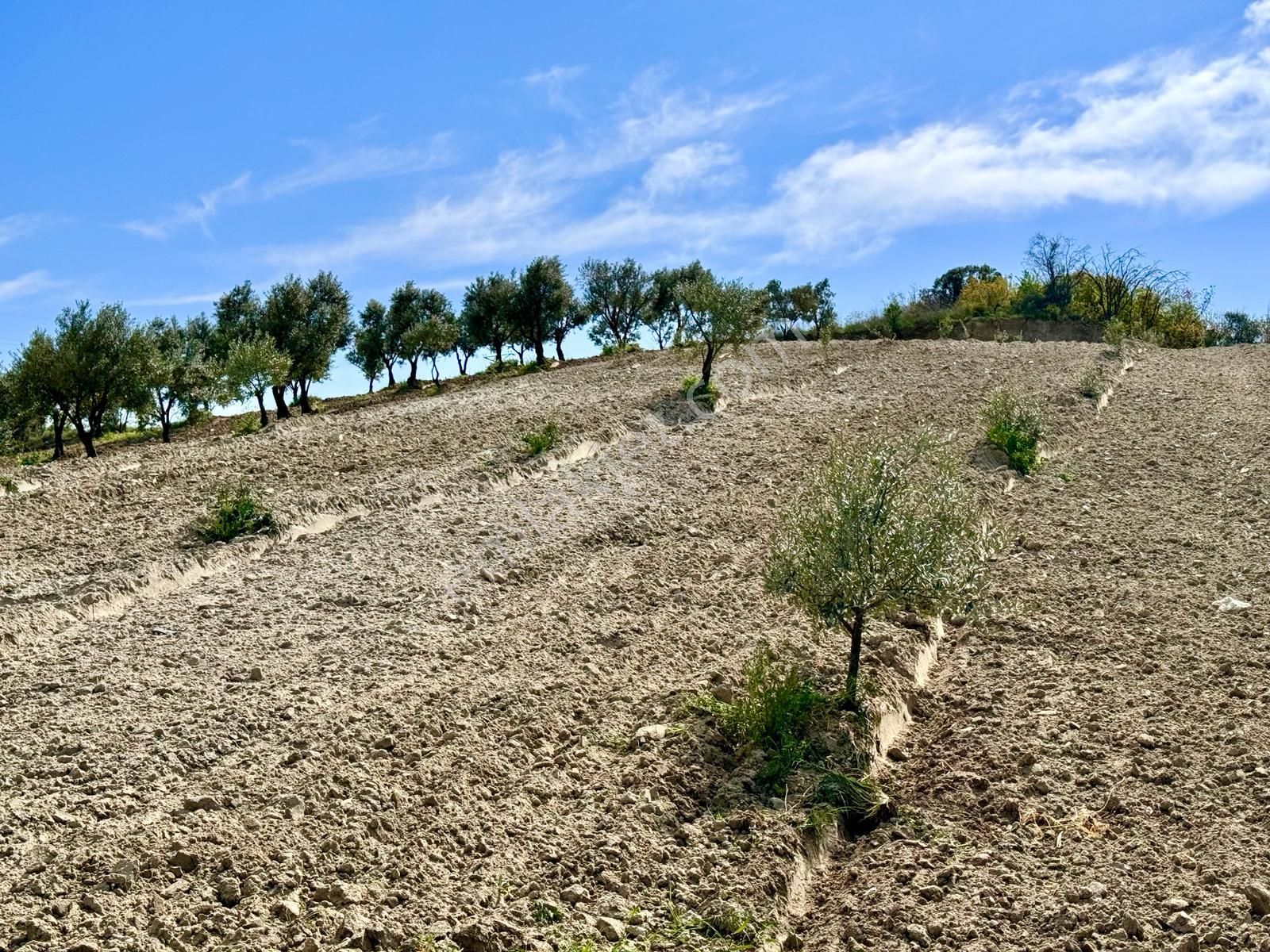 Manisa Hacımusa Da 5.900 M2 Zeytinlik , Resmi Yolu Var , 130 Yetişkin Ağaç - Görsel 5